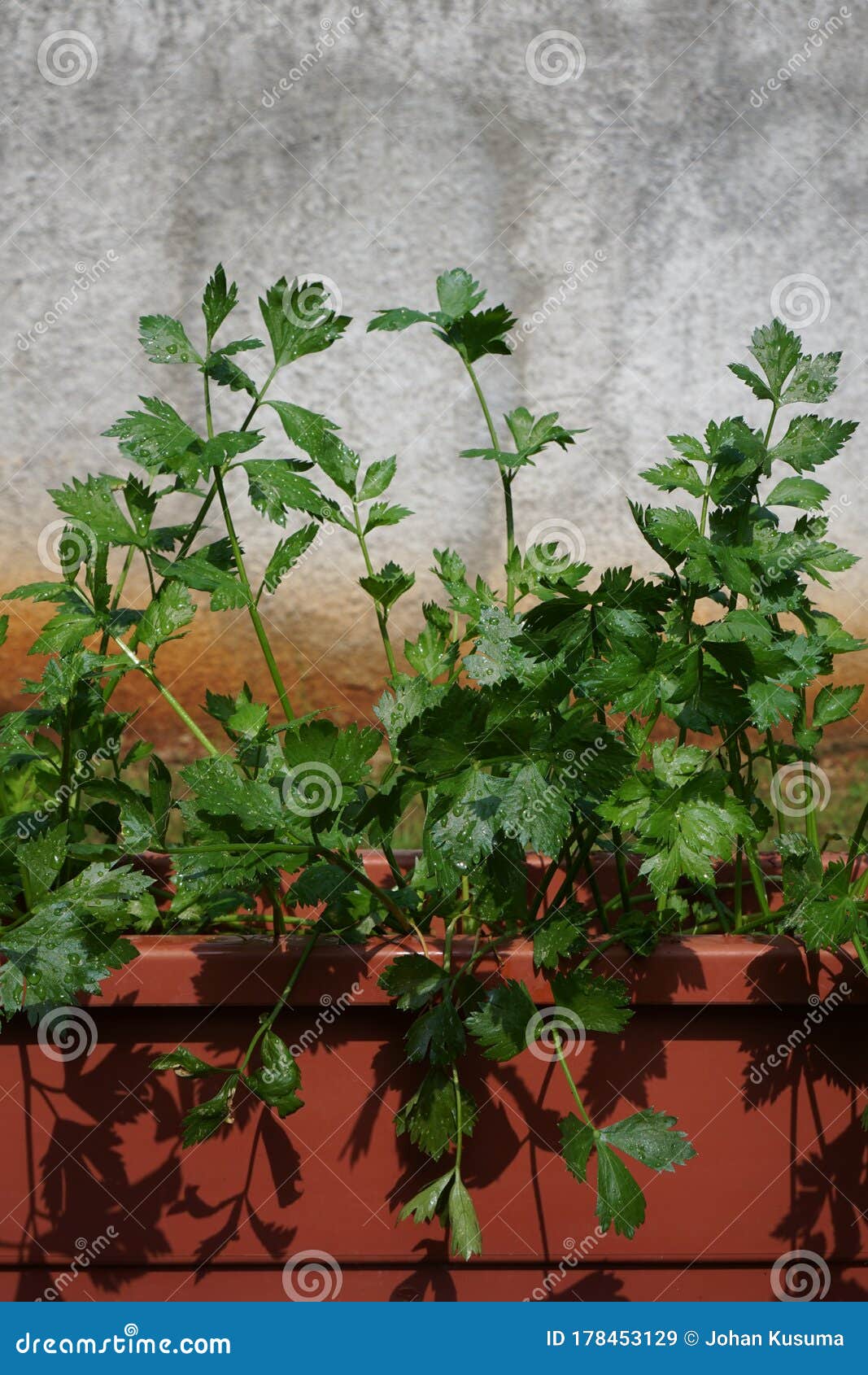 Celery Plants in the Backyard Stock Image Image of beautiful