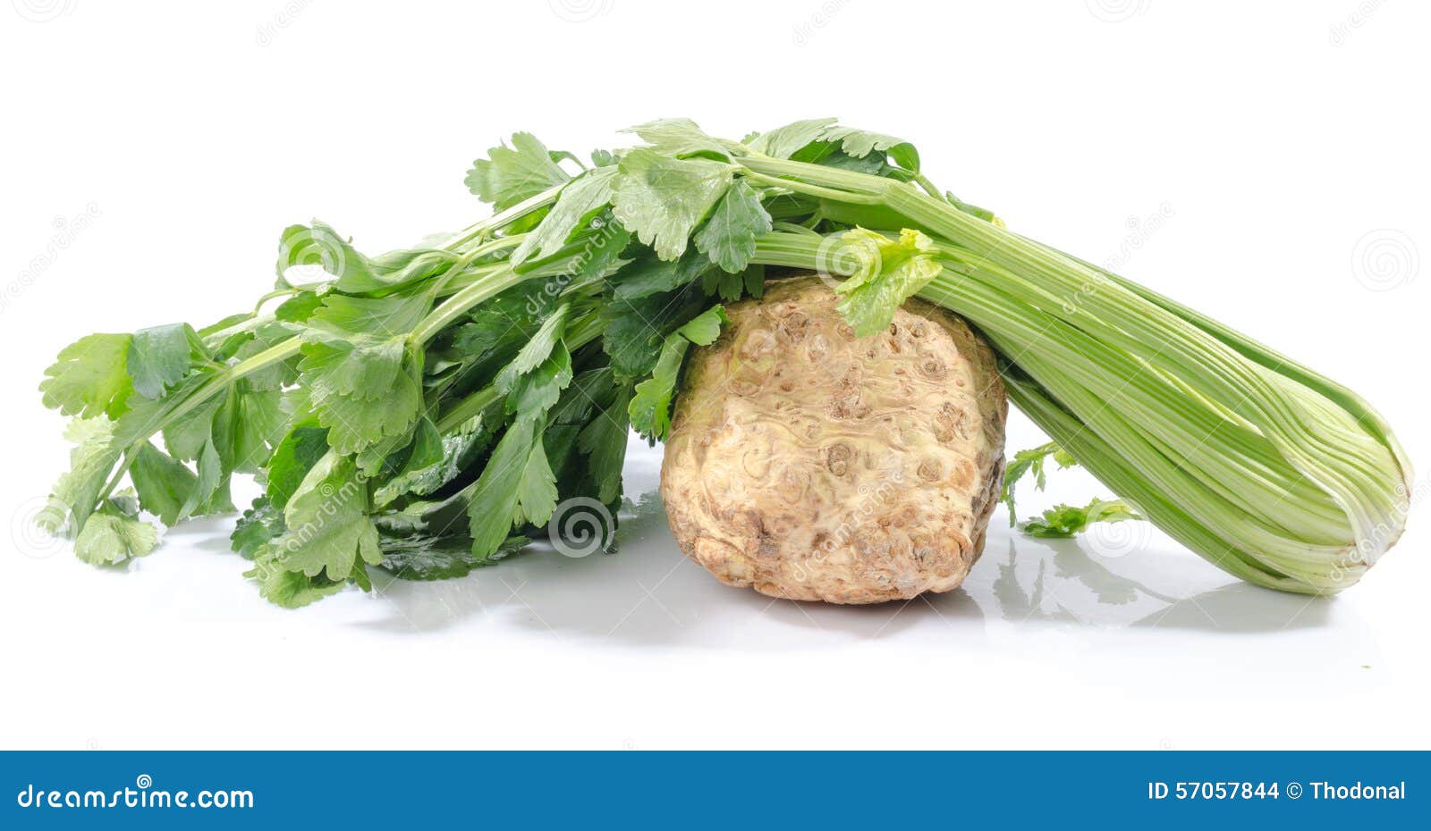 Celery Root and Green Celery Stock Photo Image of fresh, freshness