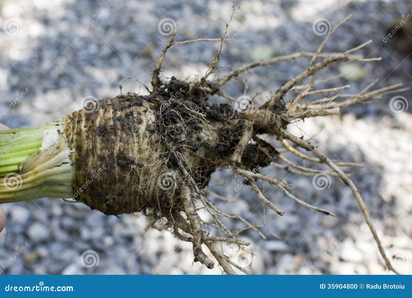 Celery roots stock photo. Image of garden, graveolens 35904800