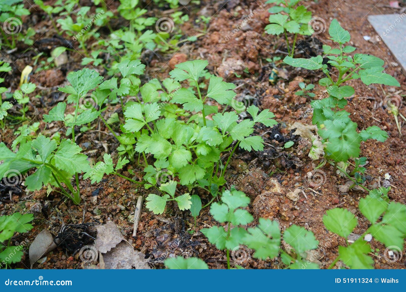 celery seedlings newborns celery seedlings newborns