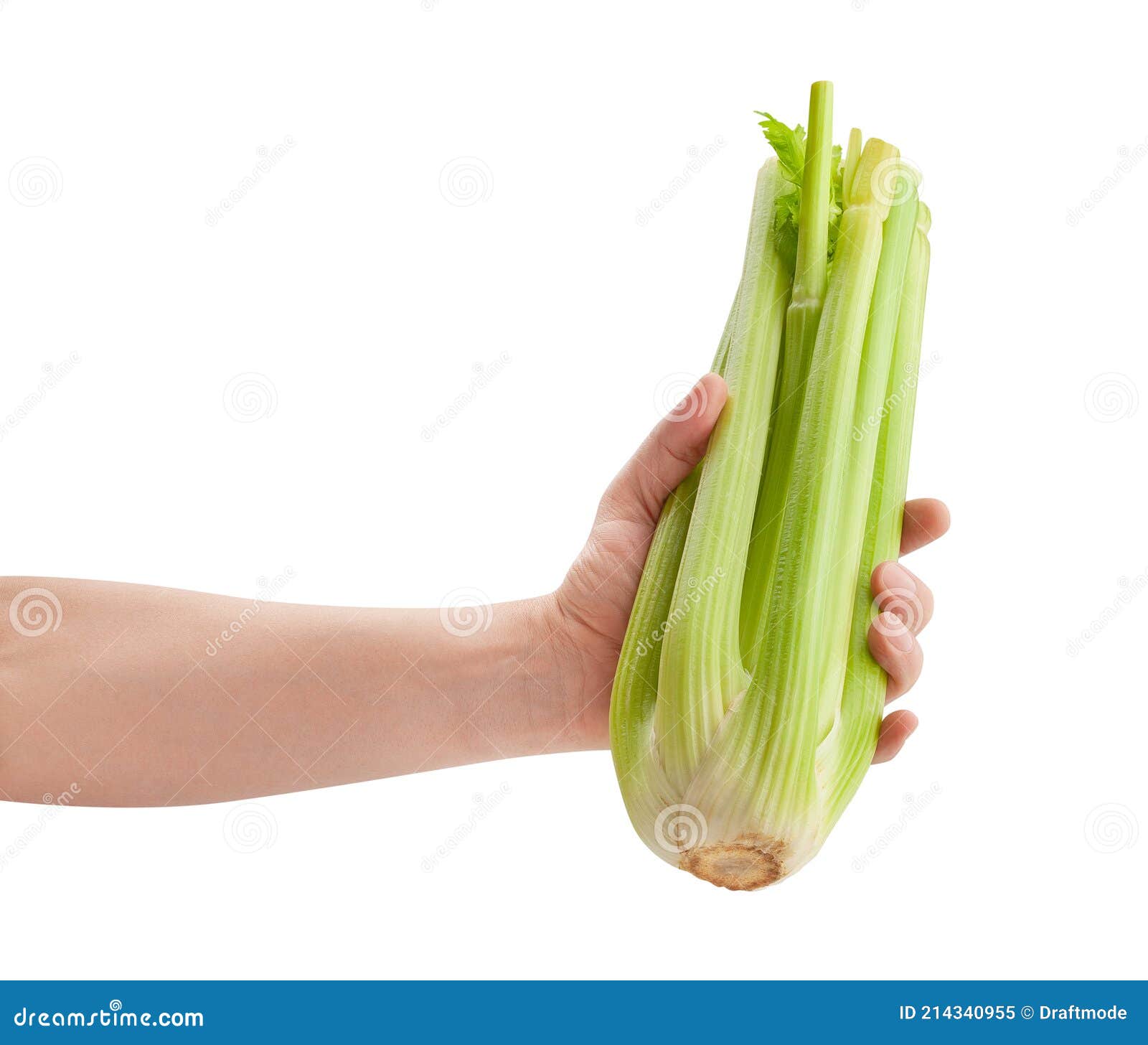 Celery stalk in hand stock image. Image of vivid, single 214340955