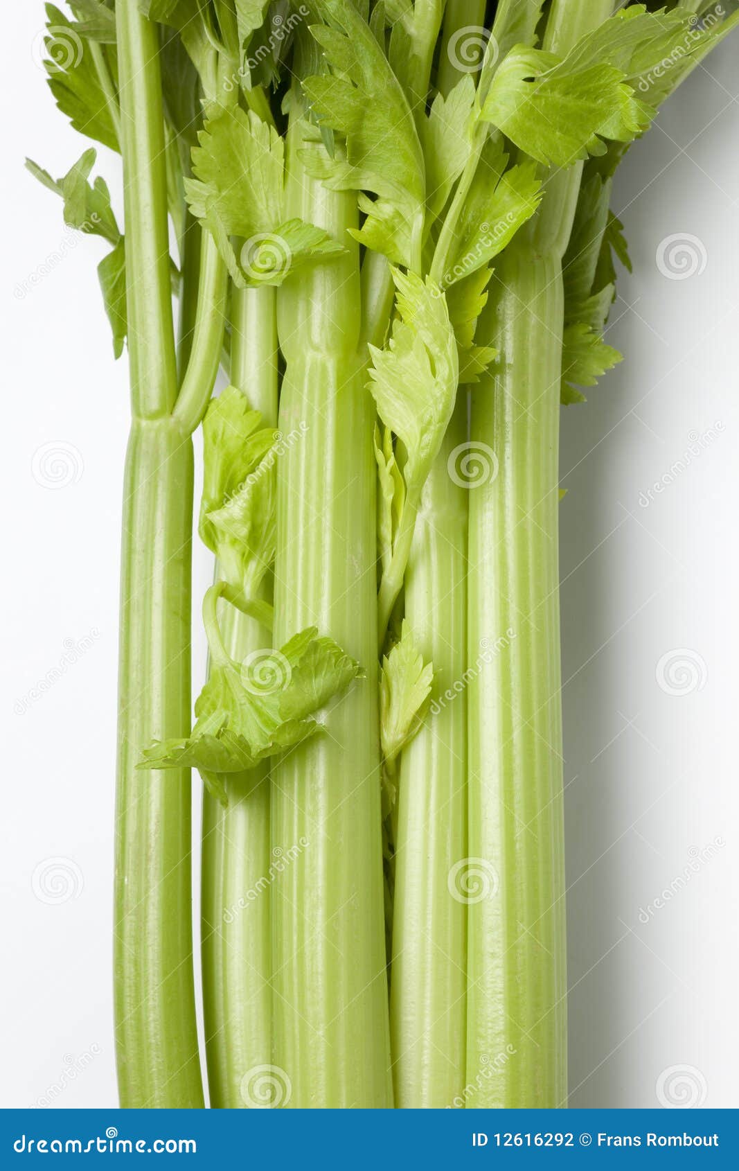 Celery stems and leaves stock photo. Image of healthy 12616292