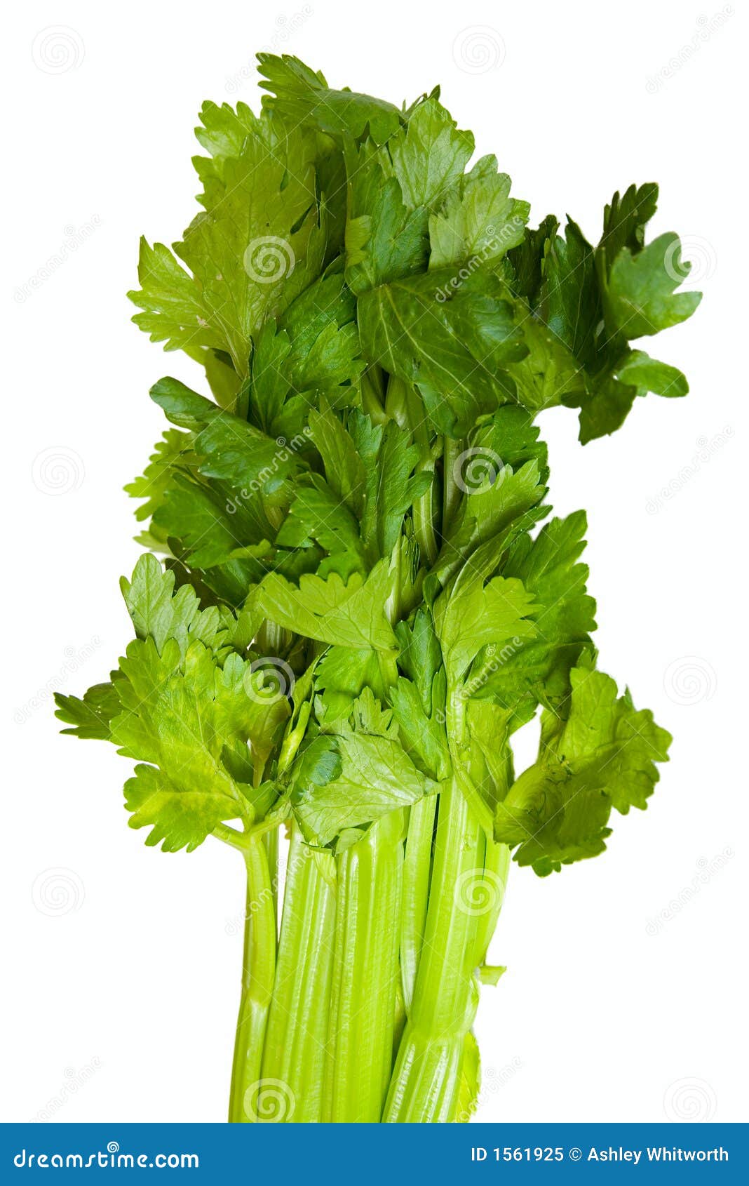 Celery Tops stock image. Image of stems, clipping, fresh 1561925