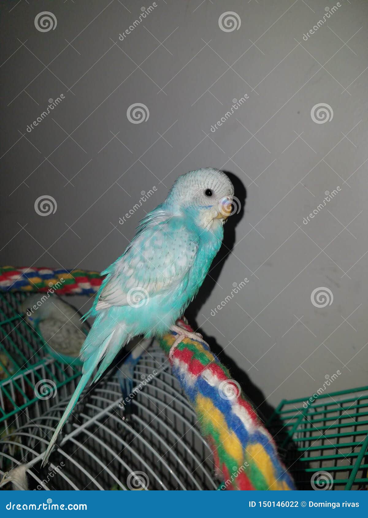 Celeste bird stock photo. Image of wild, nature, parakeet 150146022