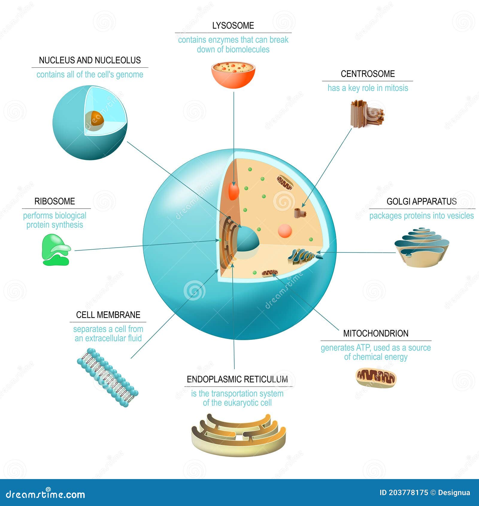 cell anatomy structure and organelles of human`s cell.