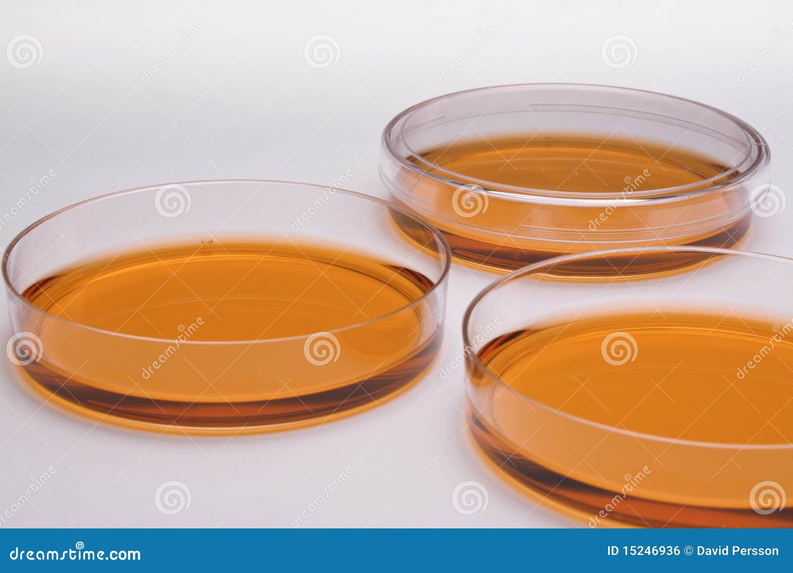 Cell Culture Samples On LB Agar Medium In Petri Dishes And Erlenmeyer Flask In Laminar Flow