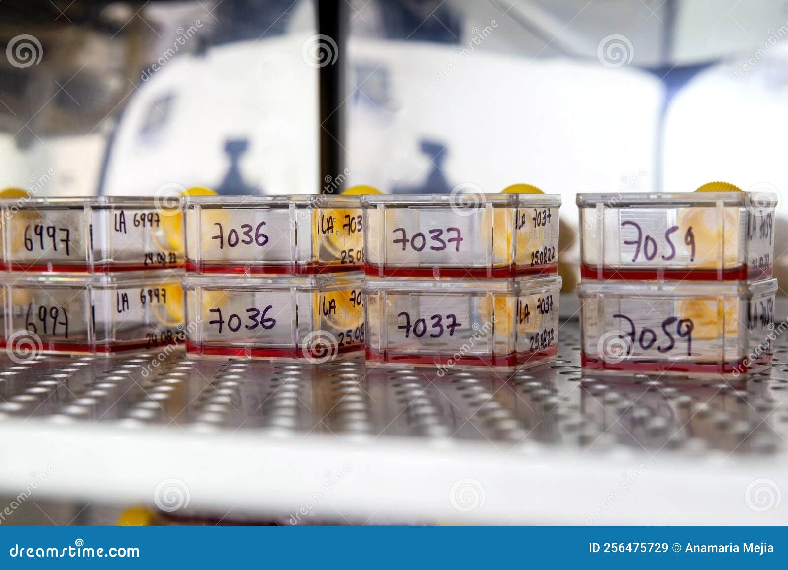 Cell Culture Flasks with Blood Samples in the Incubator Stock Image Image of biotechnology