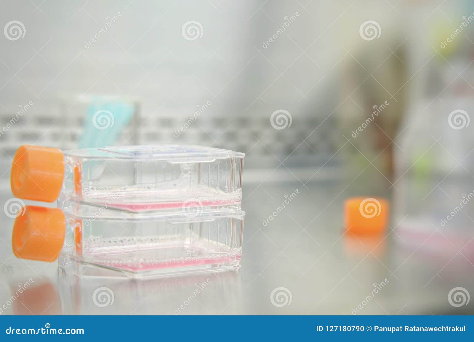 Cell Culture Samples On LB Agar Medium In Petri Dishes And Erlenmeyer Flask In Laminar Flow