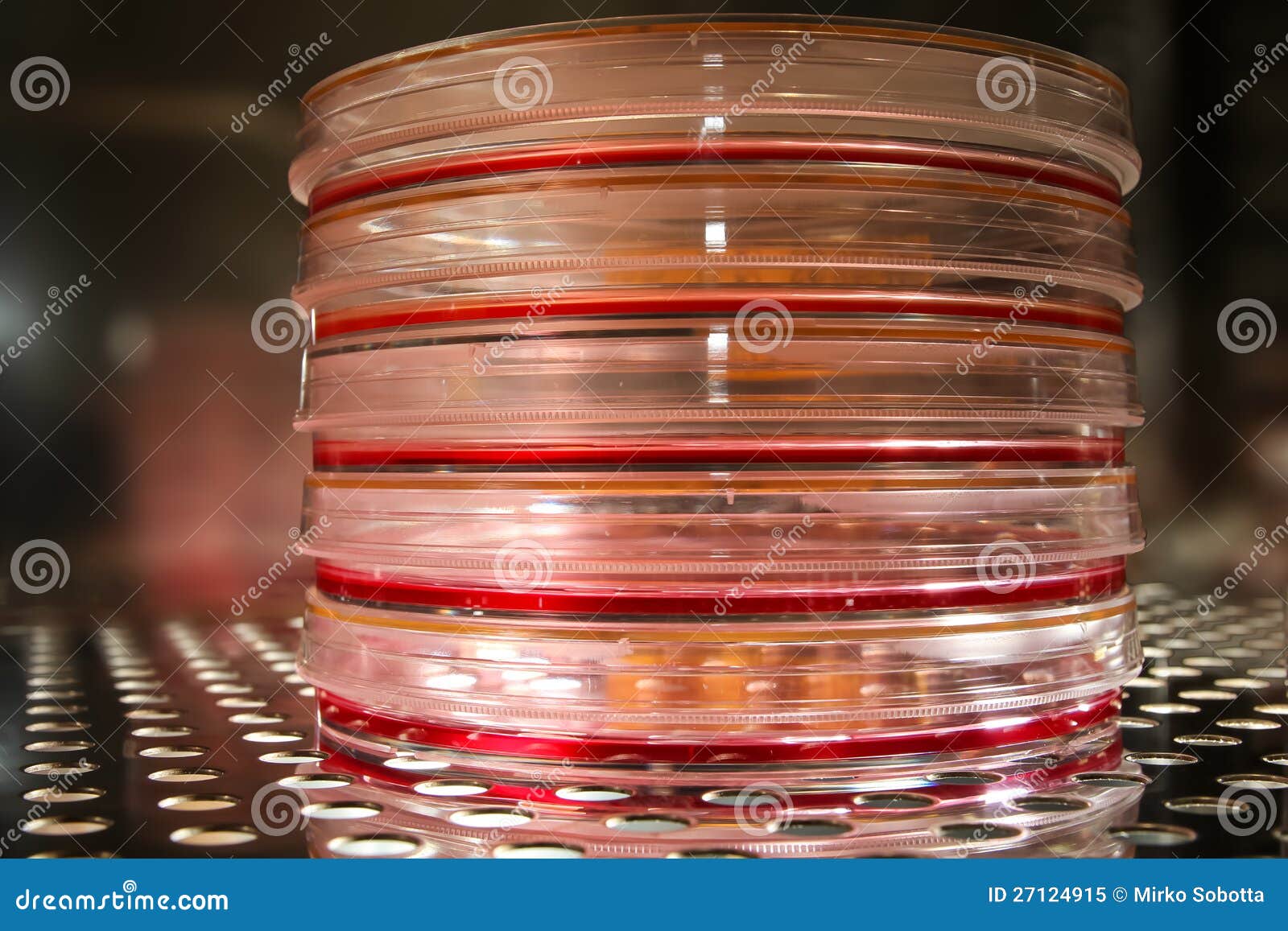 Cell Culture Plates In An Incubator Royalty Free Stock 