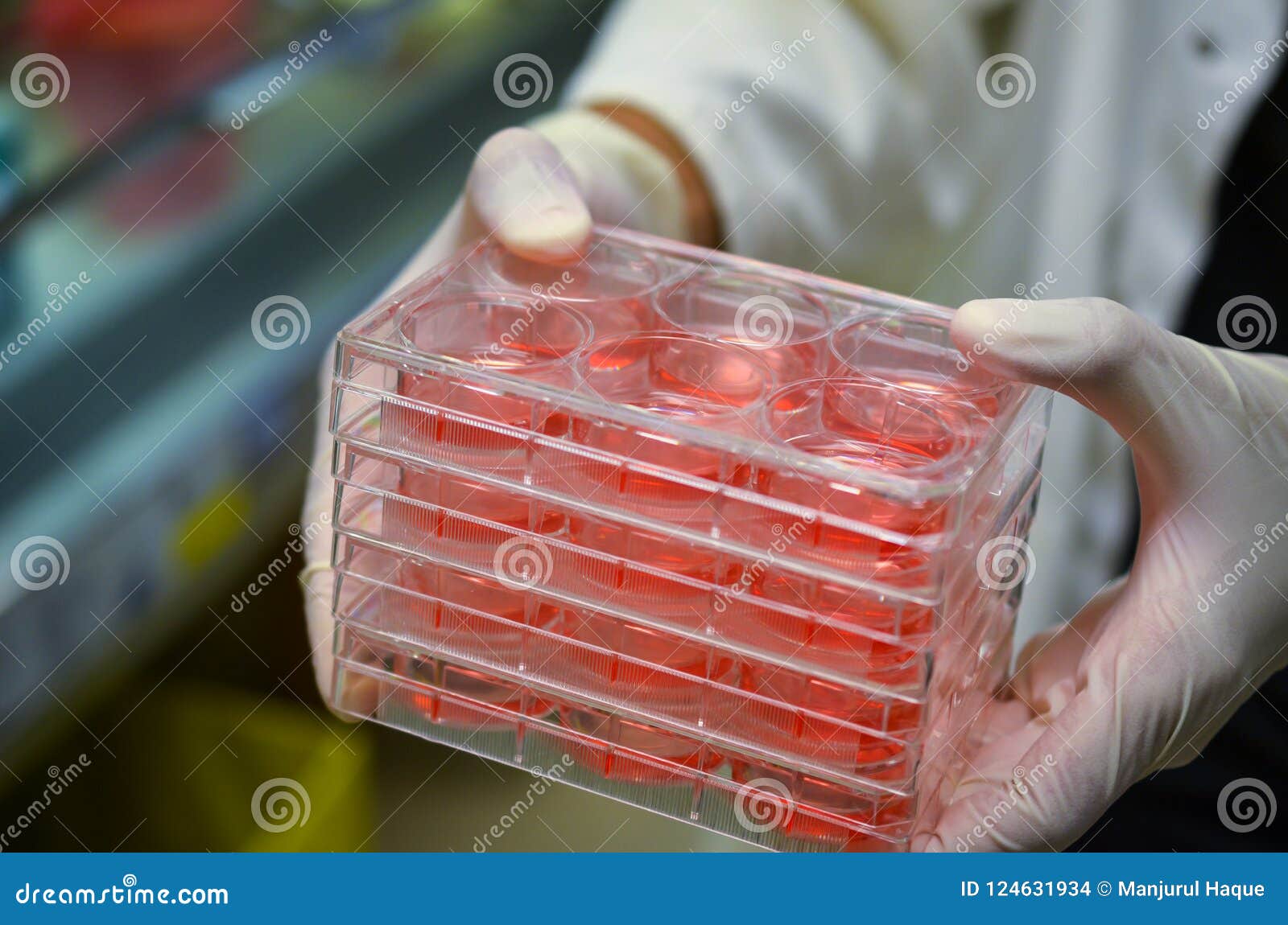 cell cultures held by laboratory technician