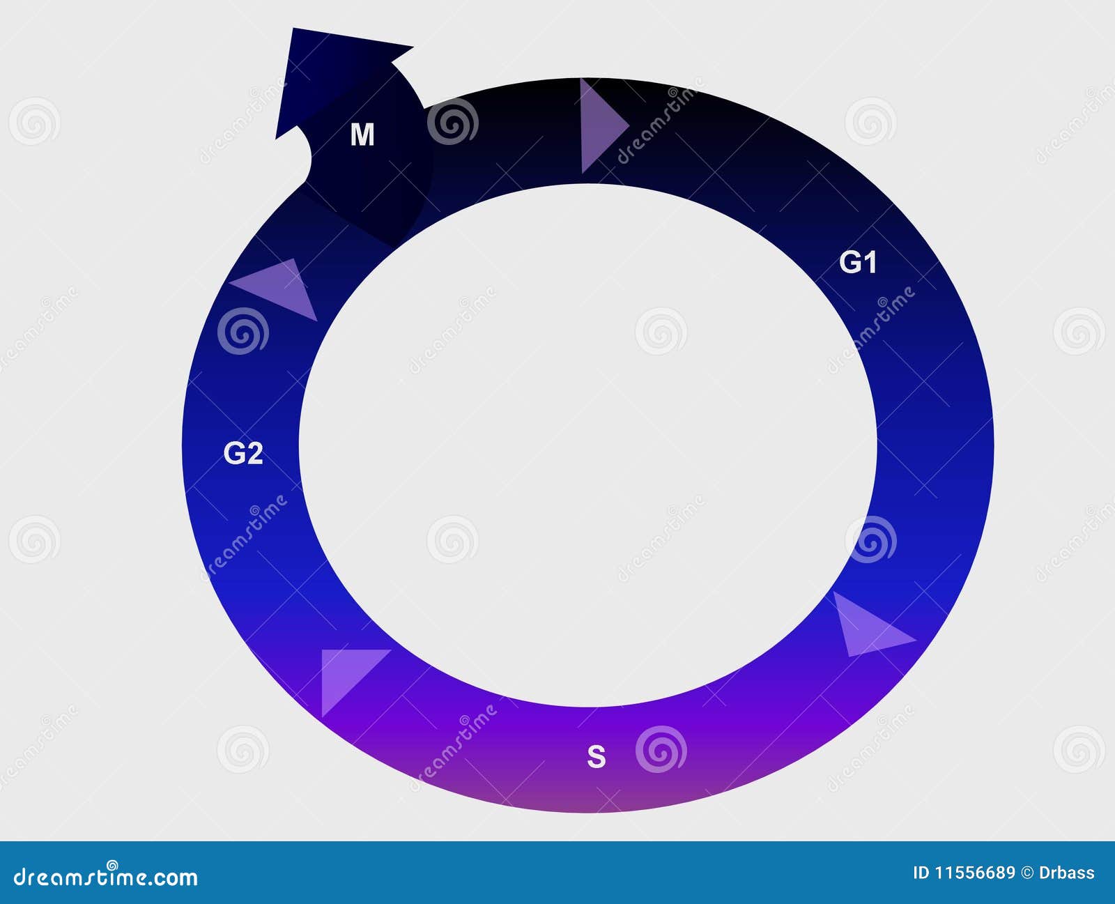 Cell cycle stock illustration. Illustration of genetics Biology Diagrams