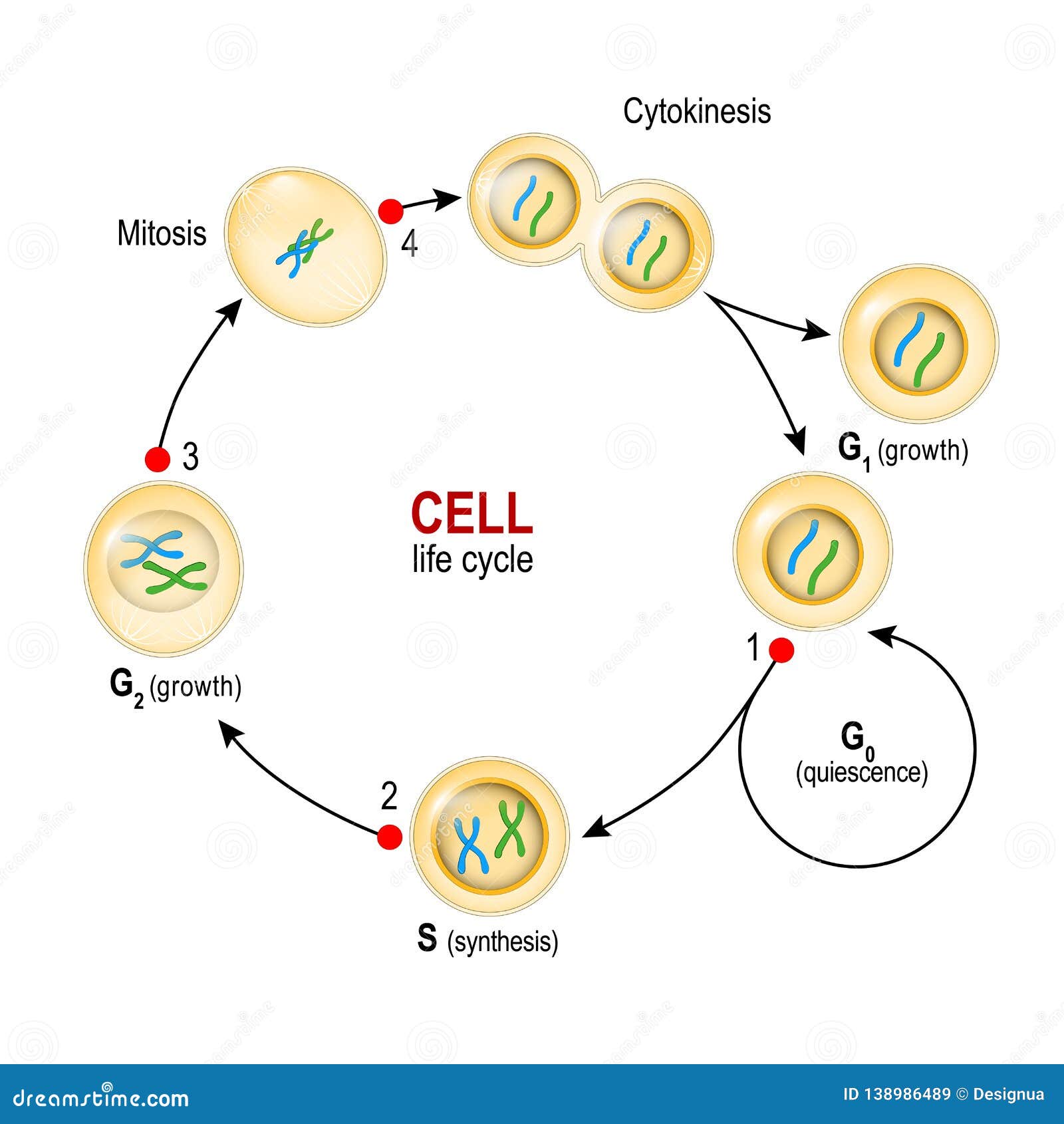 cell cycle. checkpoints: dna damage, spindle checkpoint, restriction point