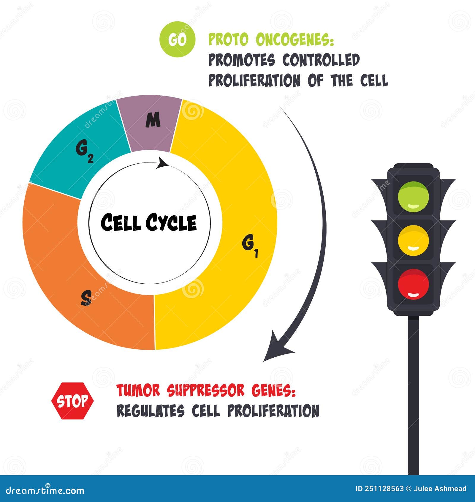 Functions Of Proto Oncogenes And Tumor Suppressor Genes In The Cell ... Biology Diagrams