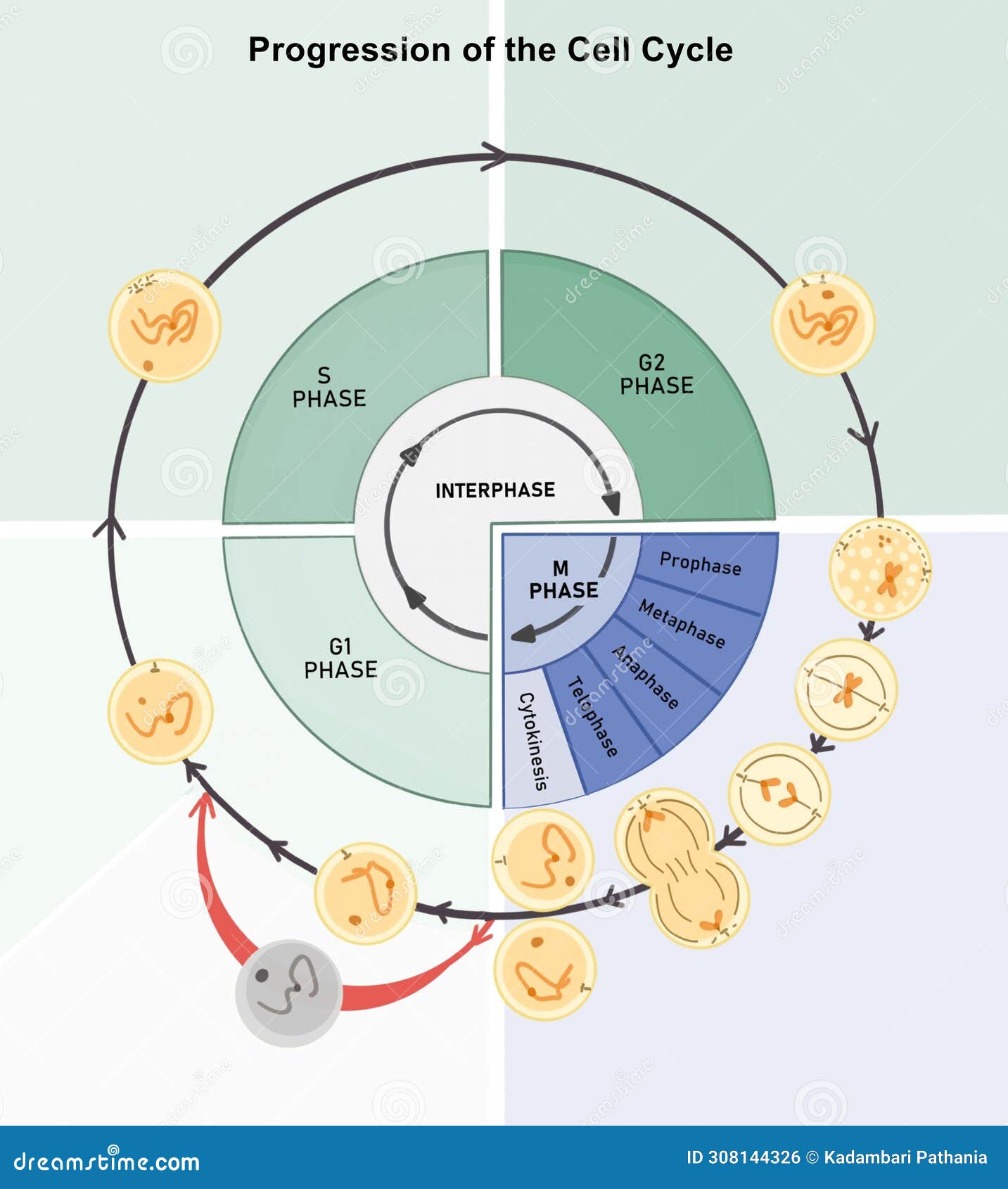 Cell cycle progression stock illustration Illustration of cellular Biology Diagrams
