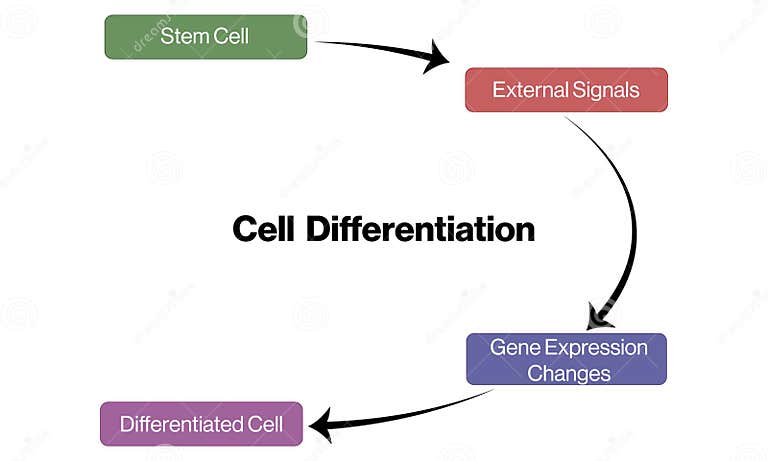 Cell Differentiation Pathway Flowchart Vector with White Background ... Biology Diagrams
