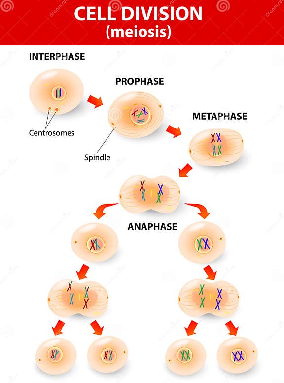 Cell Division. Meiosis. Vector Scheme Stock Vector - Illustration of ...