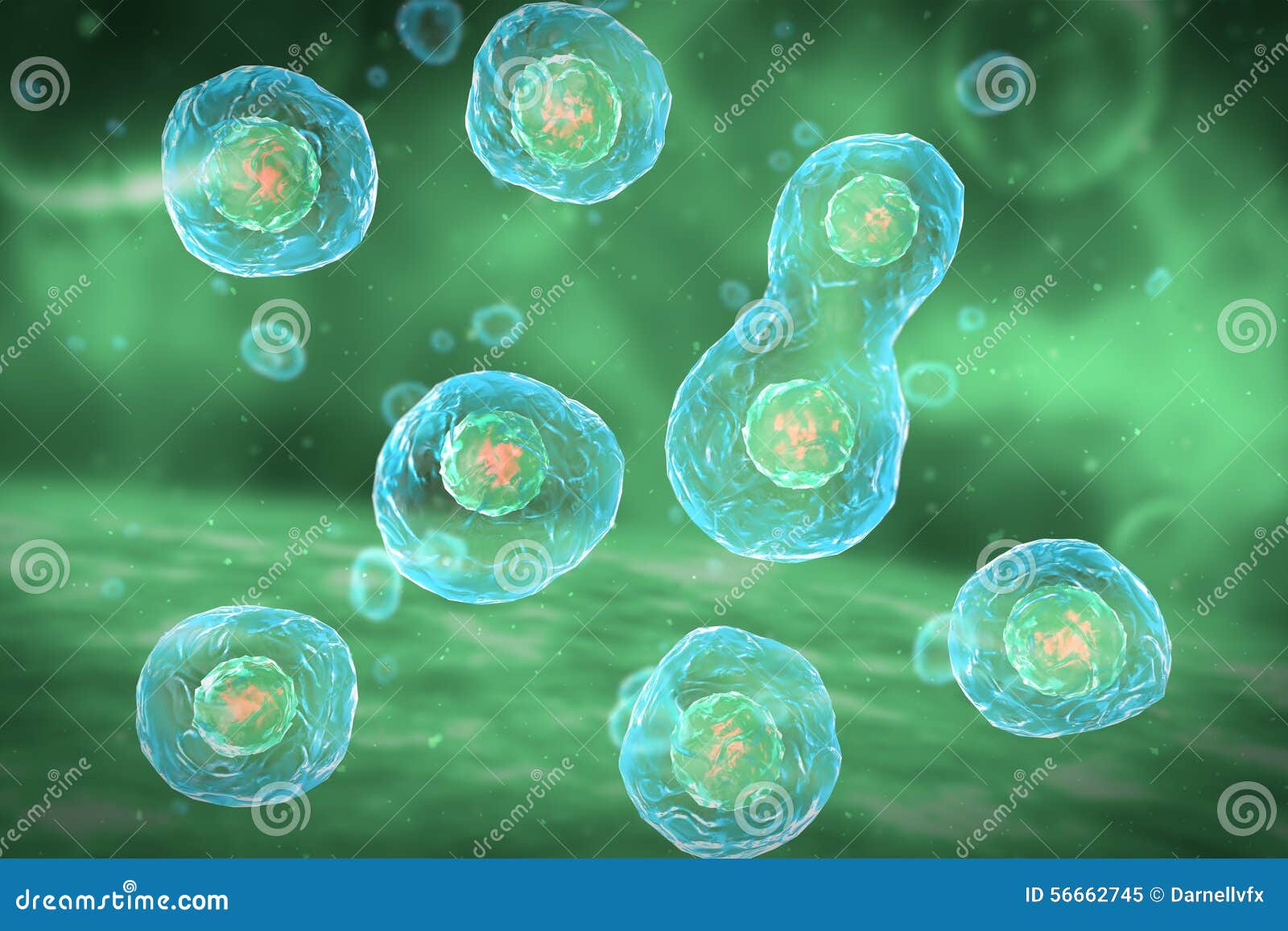 cell division stages of mitosis