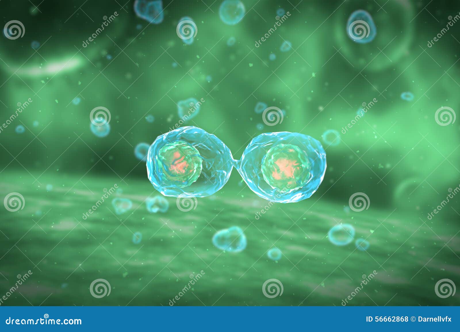 Stages Of Mitosis, Vector Illustration Diagram Biology Diagrams