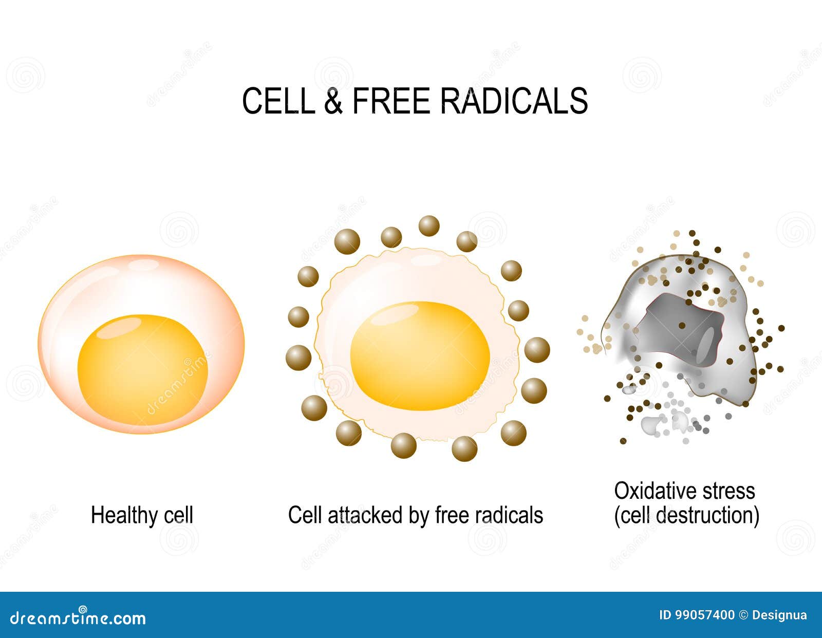 cell and free radicals