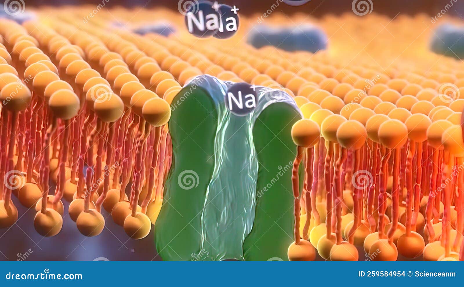 Function of Cell Membrane and Glucose Molecules Stock Illustration Illustration of potassium