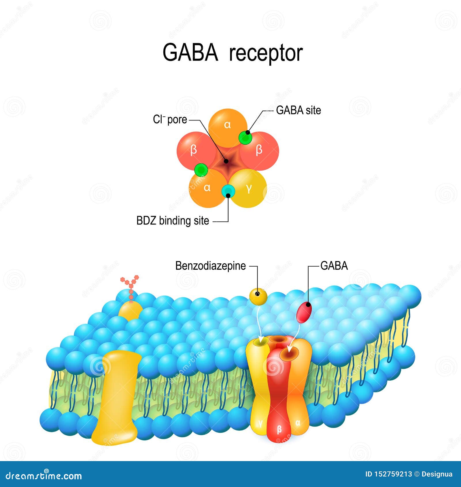 cell membrane. gaba receptor. top view of ion channel