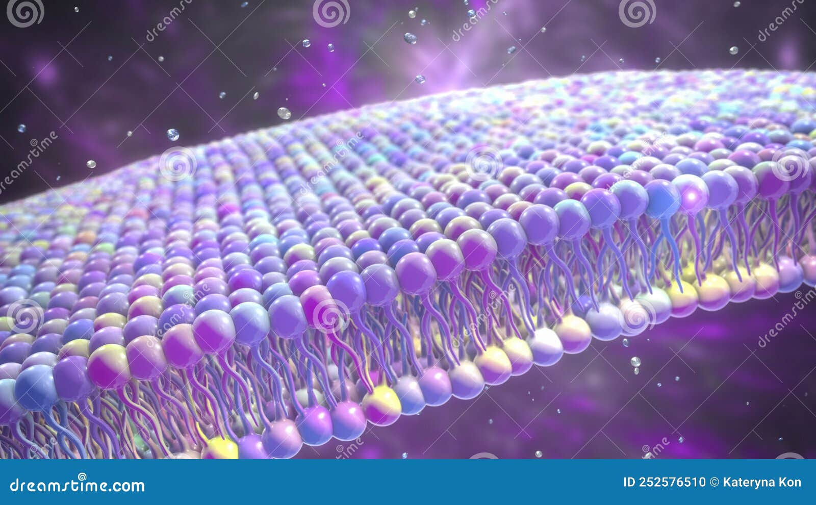 cell membrane, 3d 