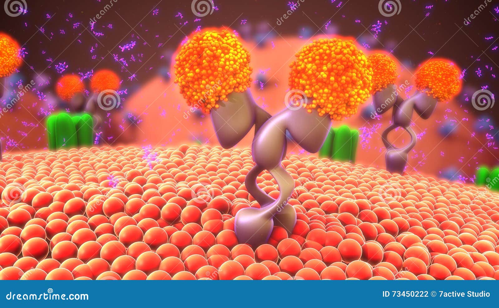 cell membrane receptors