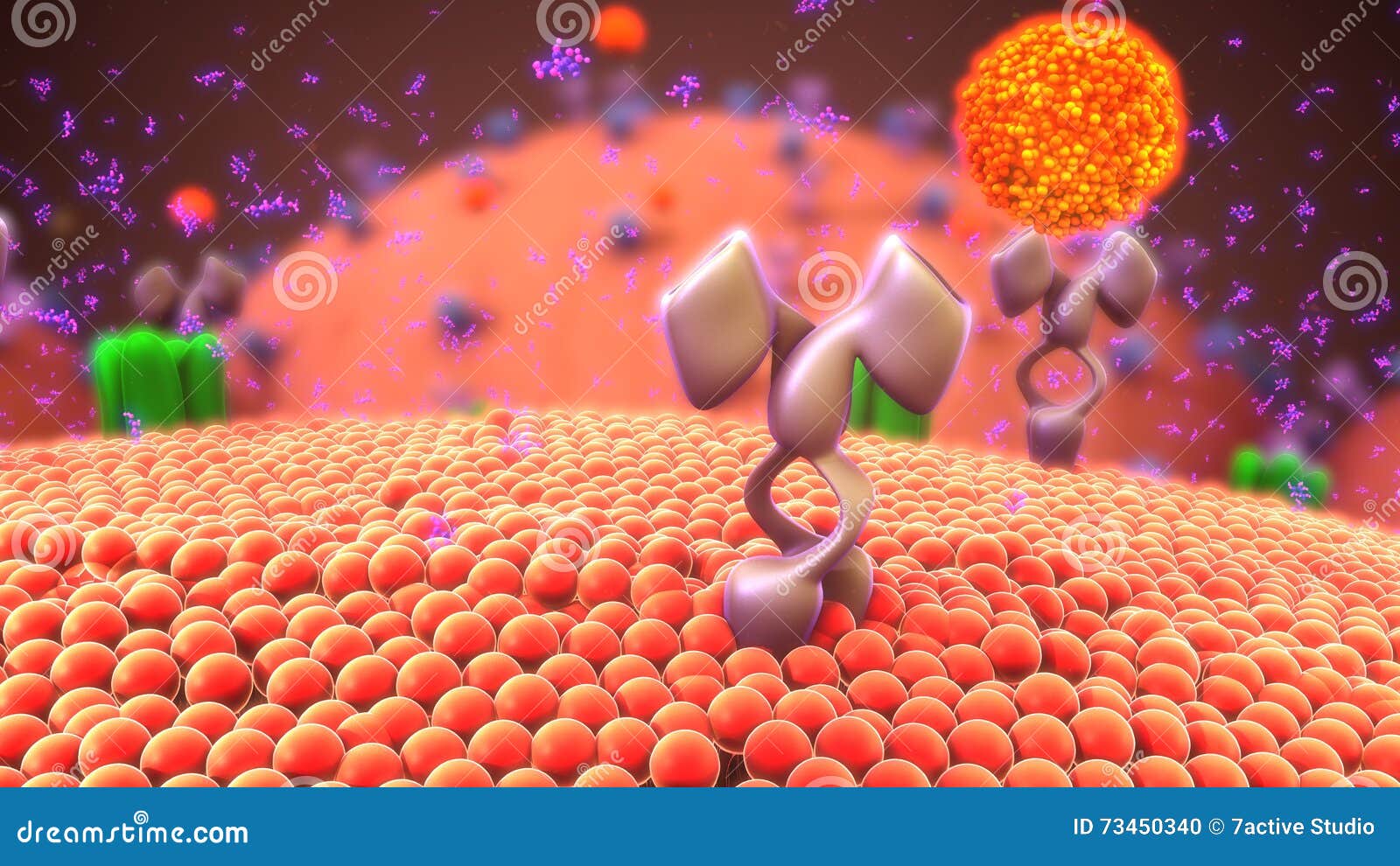 cell membrane receptors