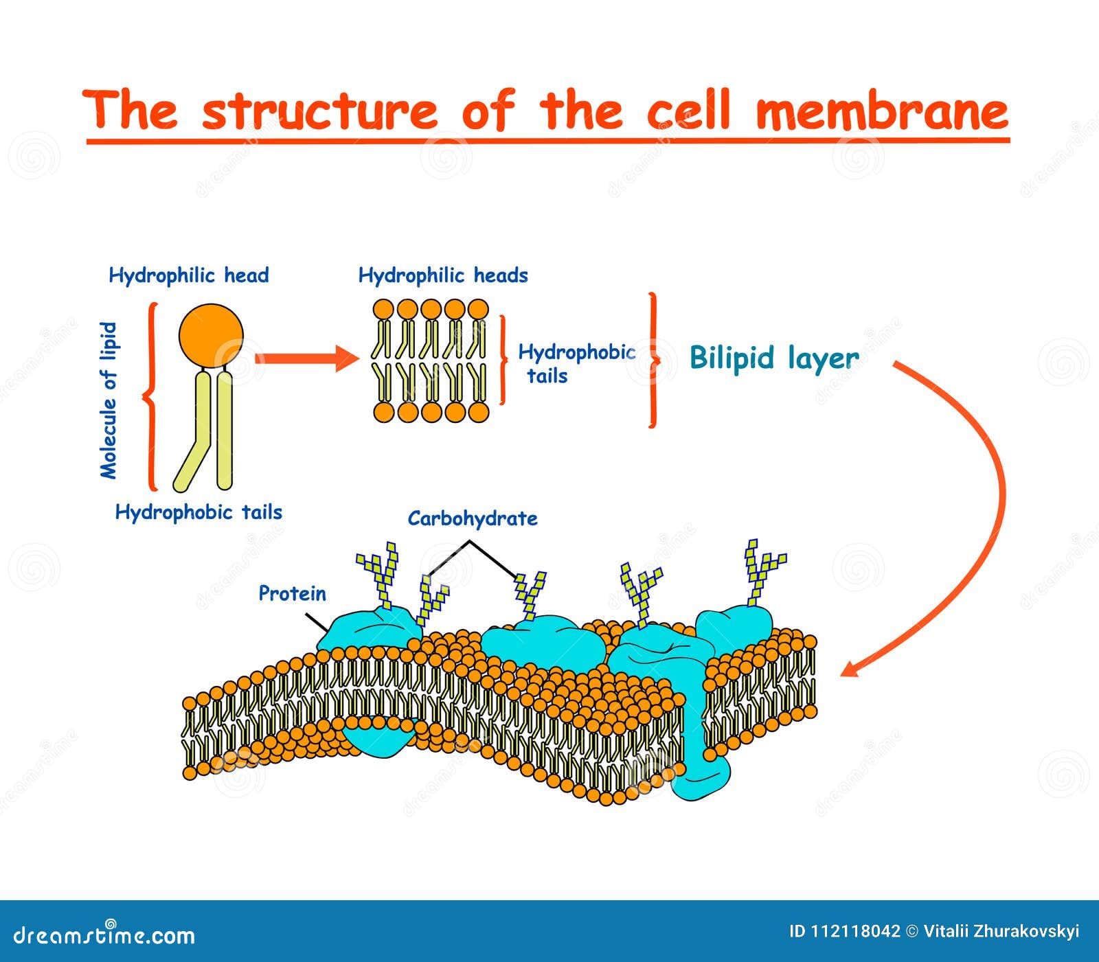 download cell membrane structure download cell membrane structure