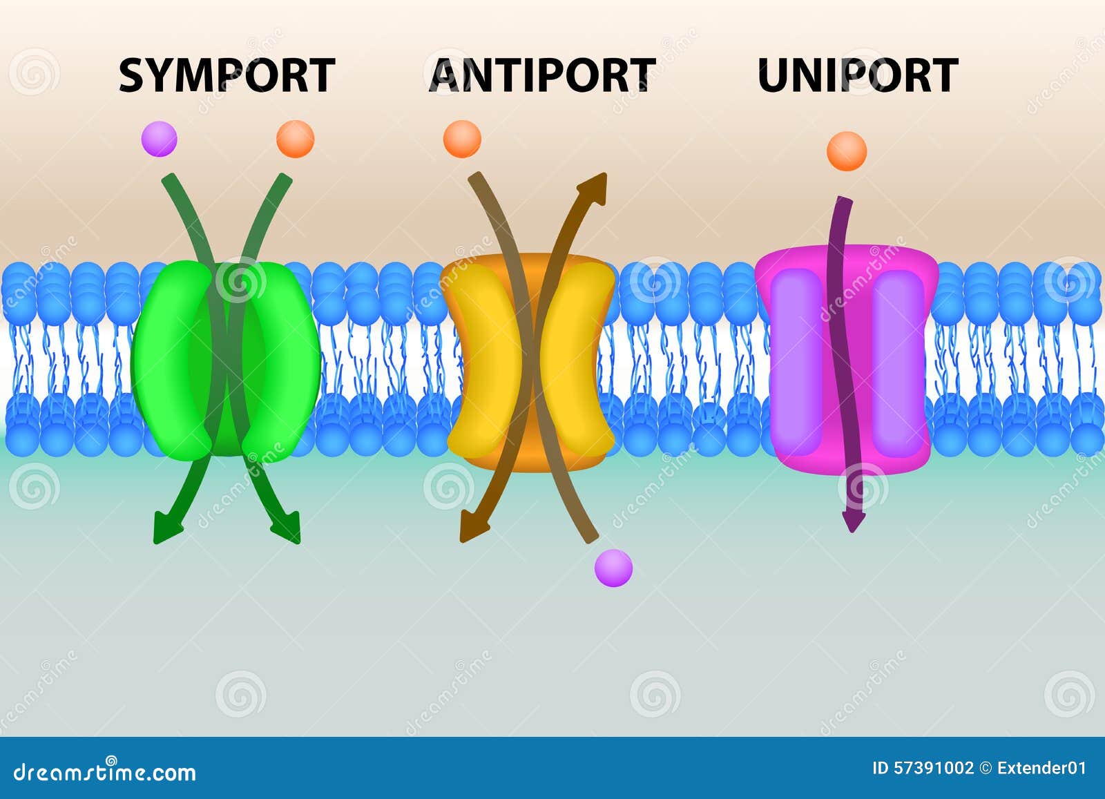 cell membrane transport systems 