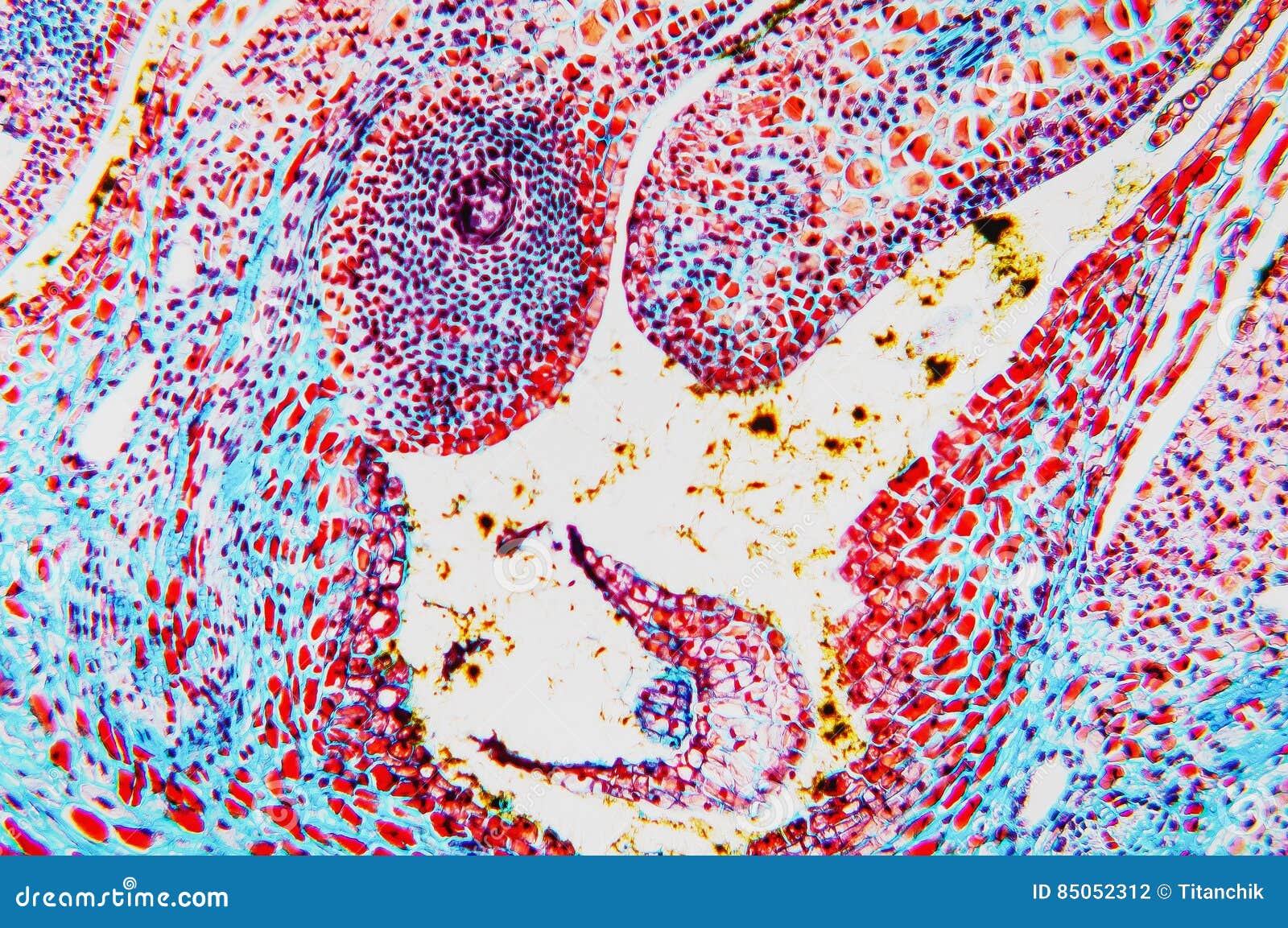 Cell Microscopic Flower Ovary Stock Photo Image of education, ovule