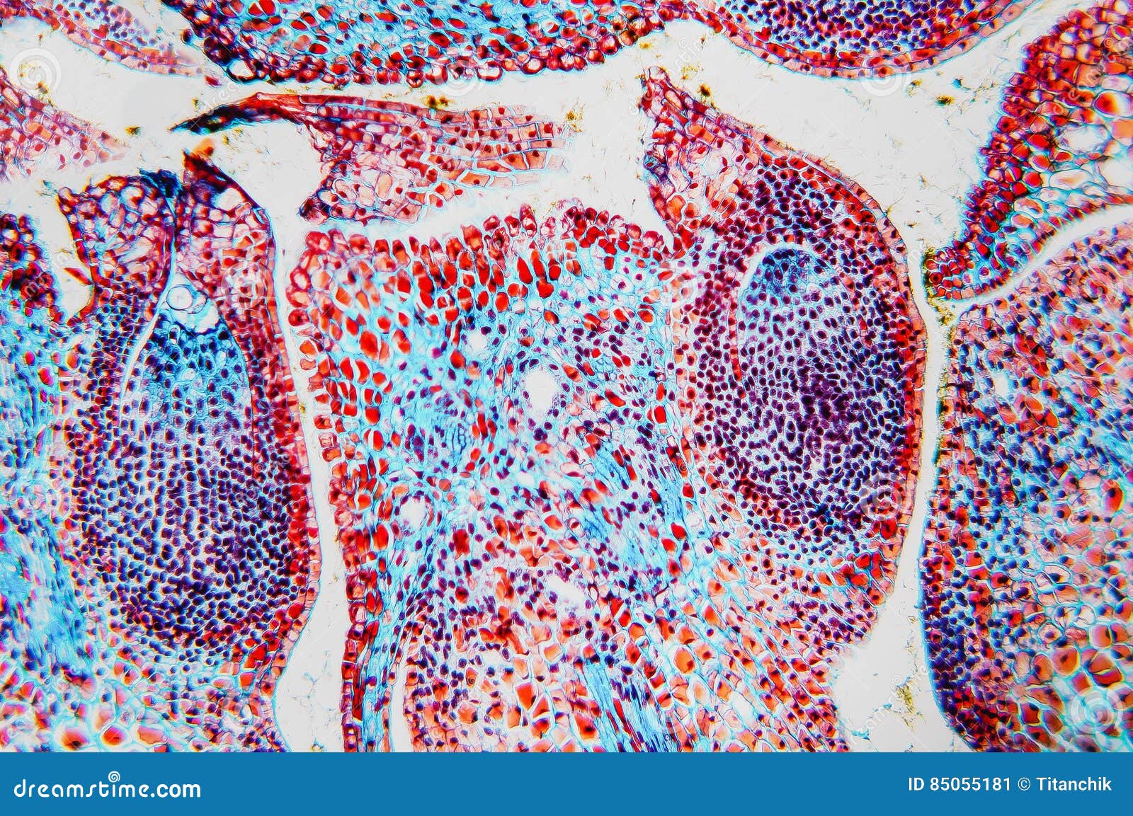 Cell Microscopic Flower Ovary Stock Image Image of dicot, nature