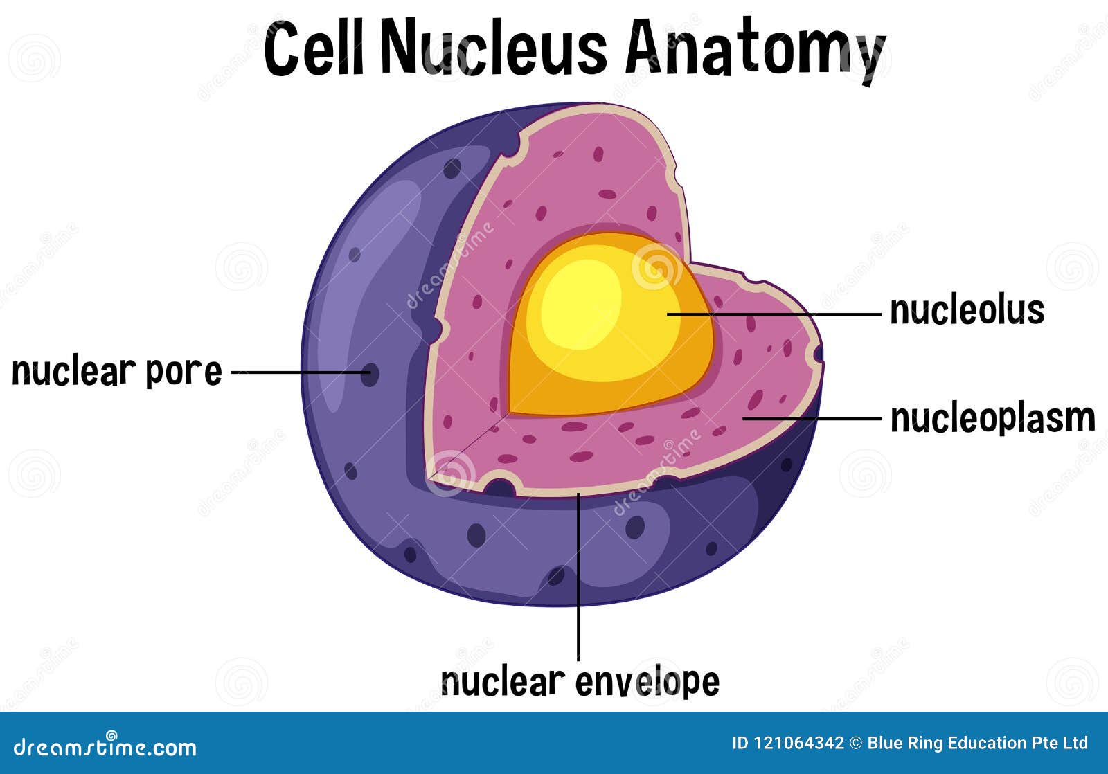Cell Nucleus Anatomy Diagram Stock Vector - Illustration of purple