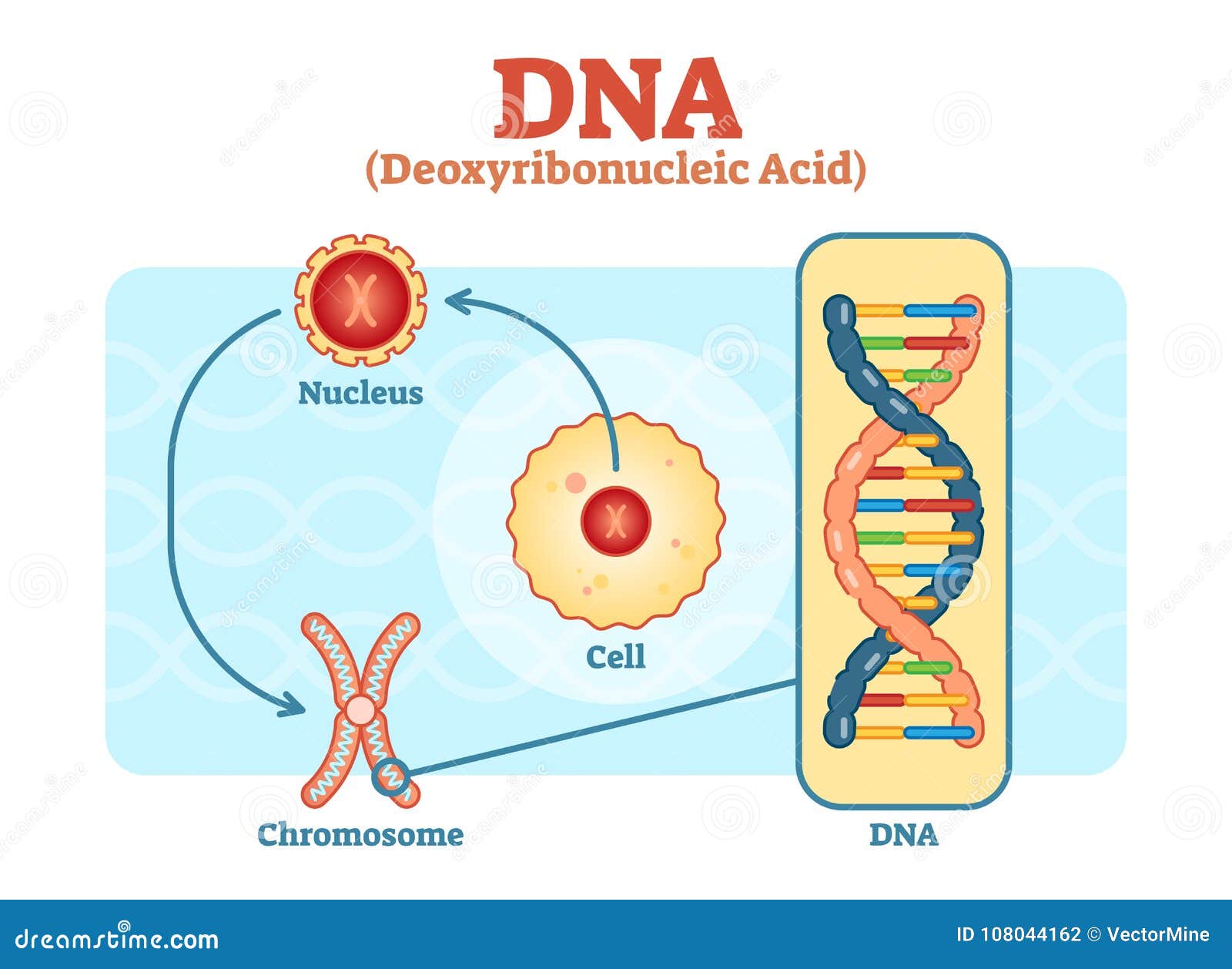 cell - nucleus - chromosome - dna, medical  diagram
