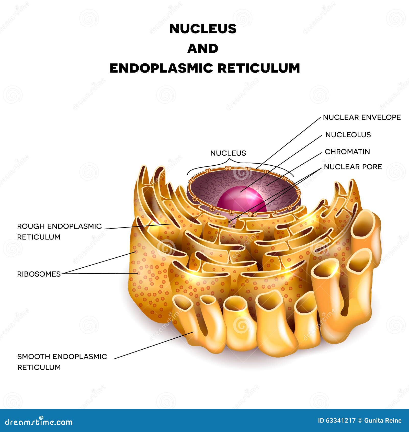 cell nucleus and endoplasmic reticulum