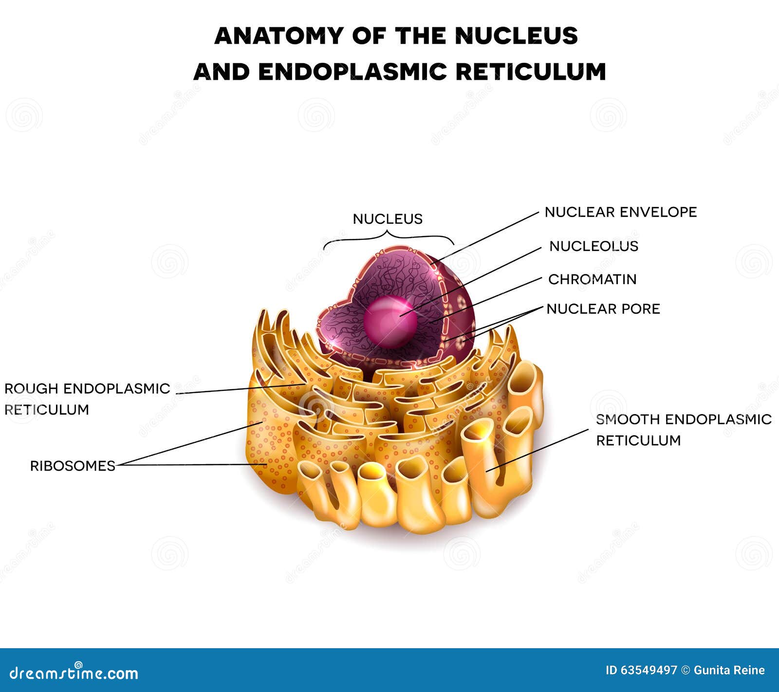 cell nucleus and endoplasmic reticulum