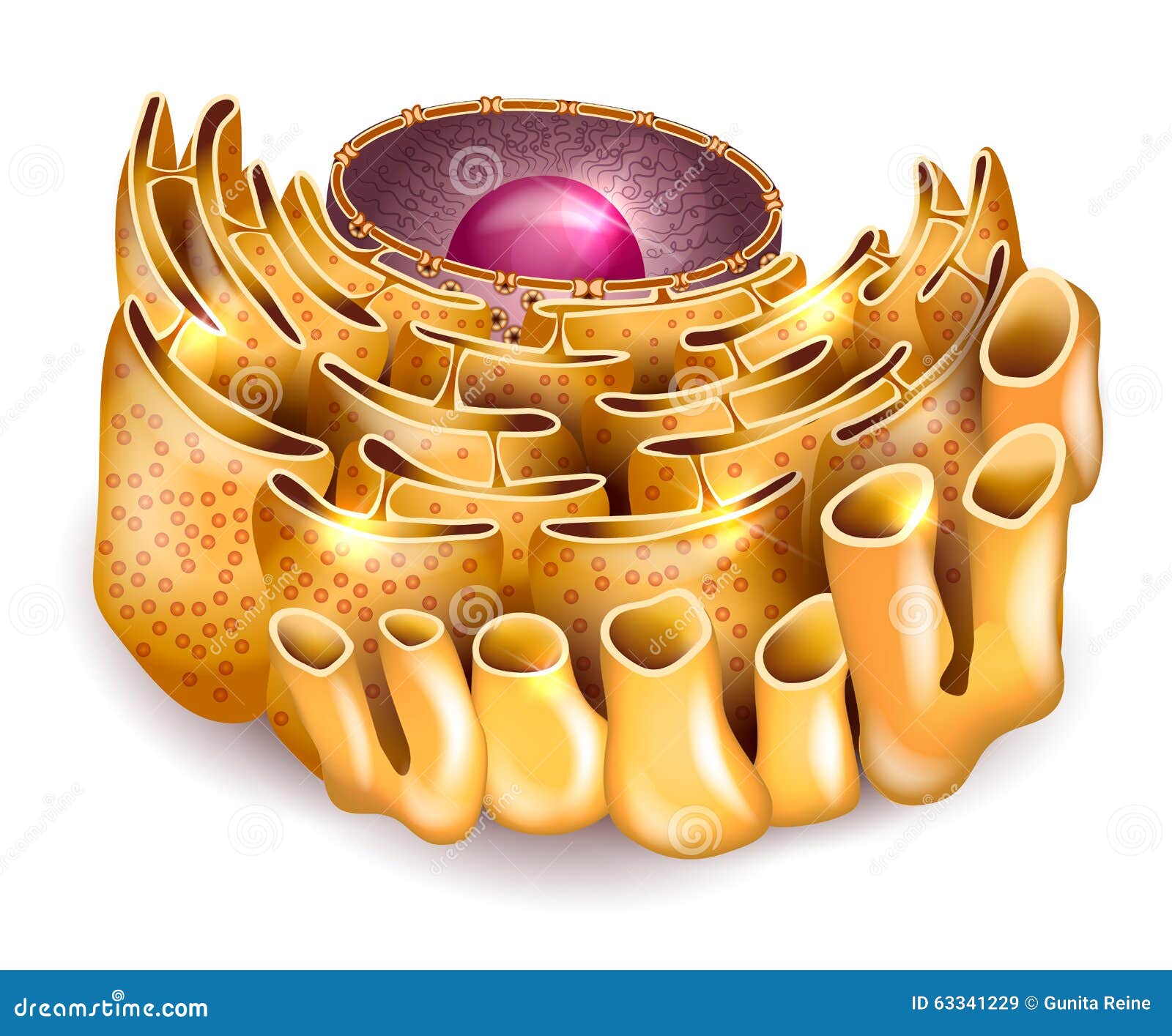 cell nucleus and endoplasmic reticulum