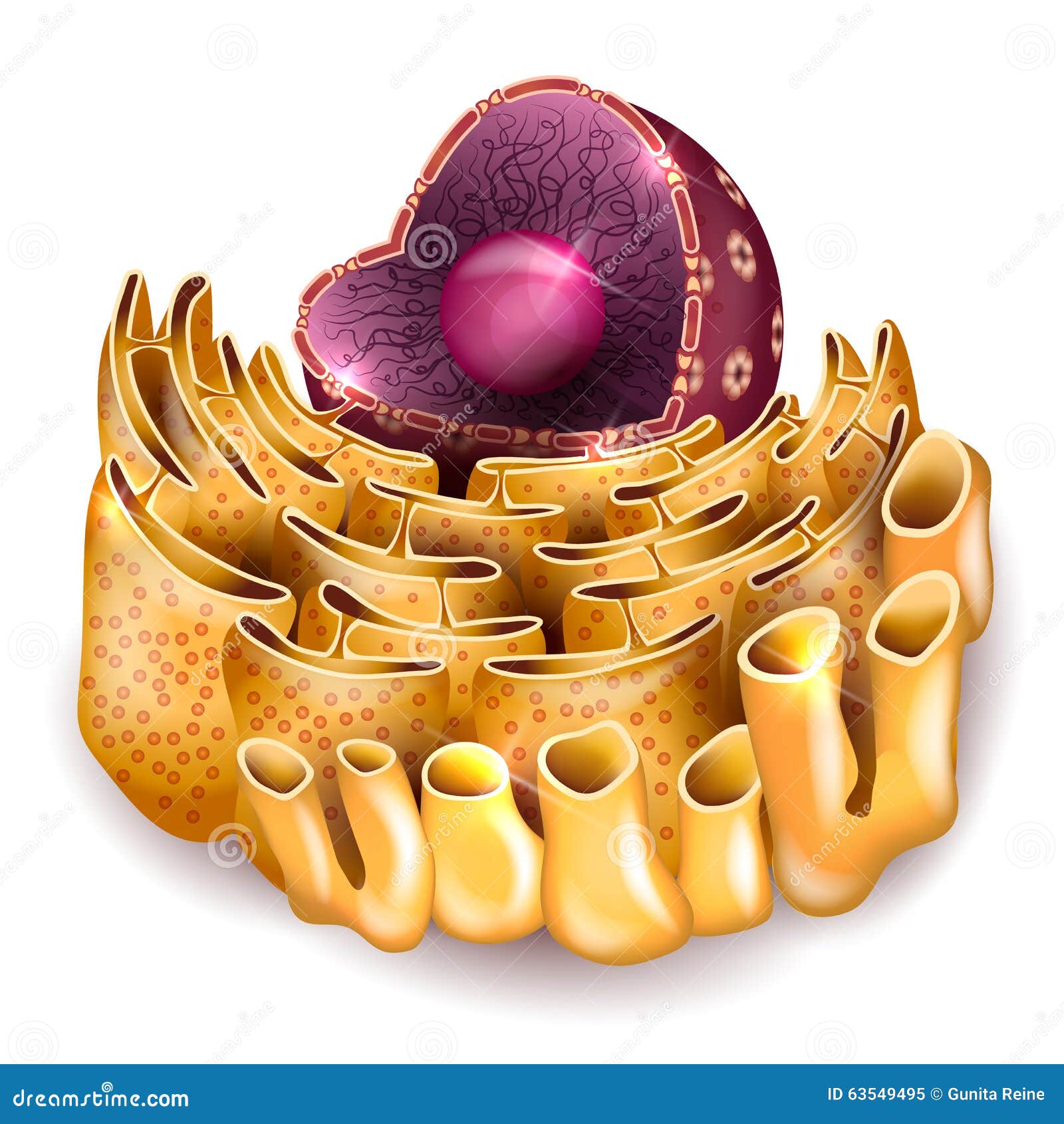 cell nucleus and endoplasmic reticulum