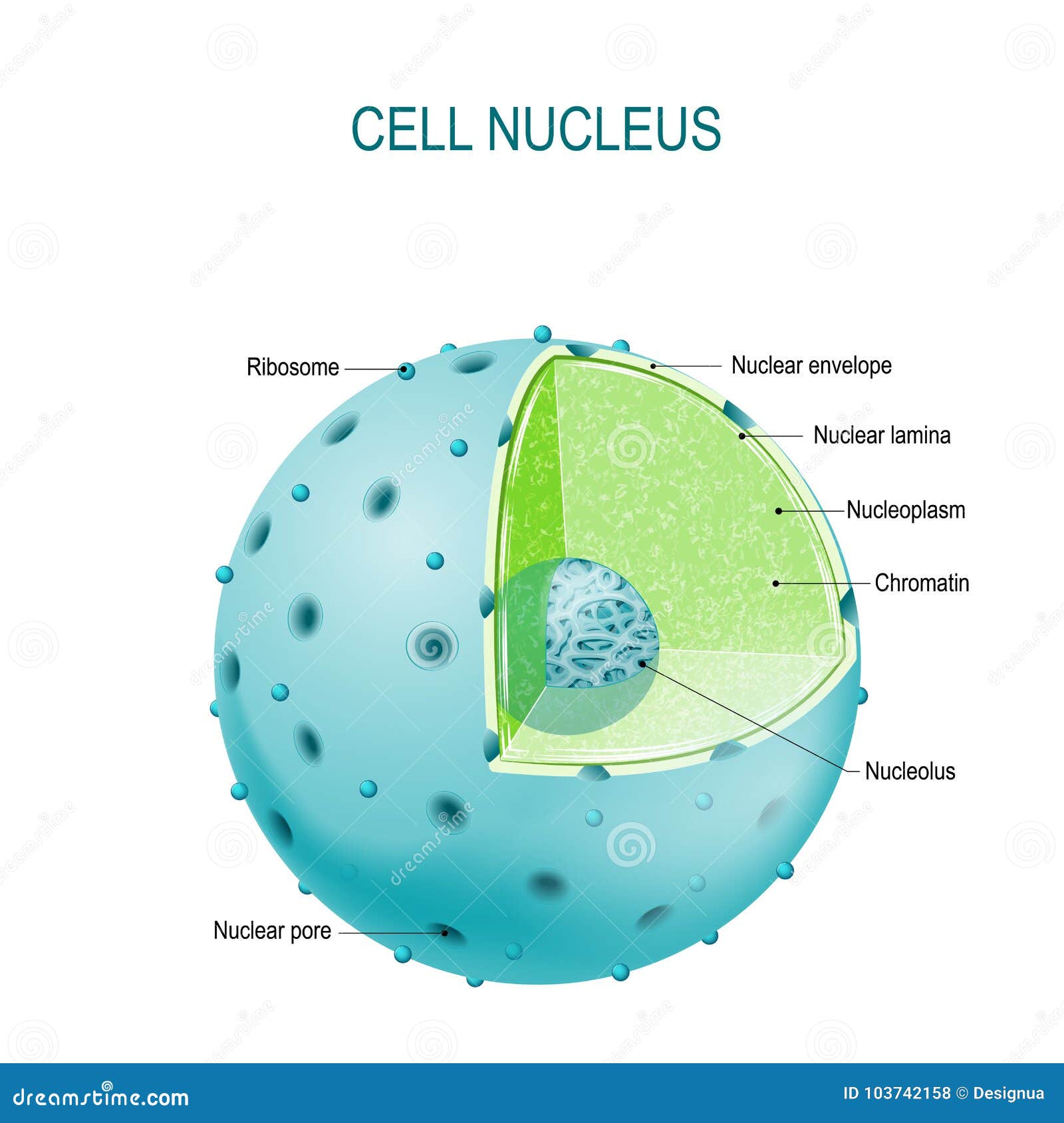 Nucleolus Cartoons, Illustrations &amp; Vector Stock Images