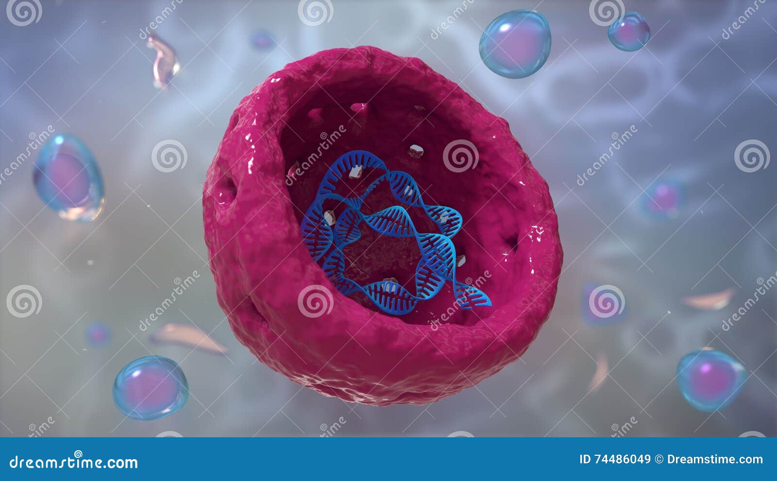 cell nucleus whith dna