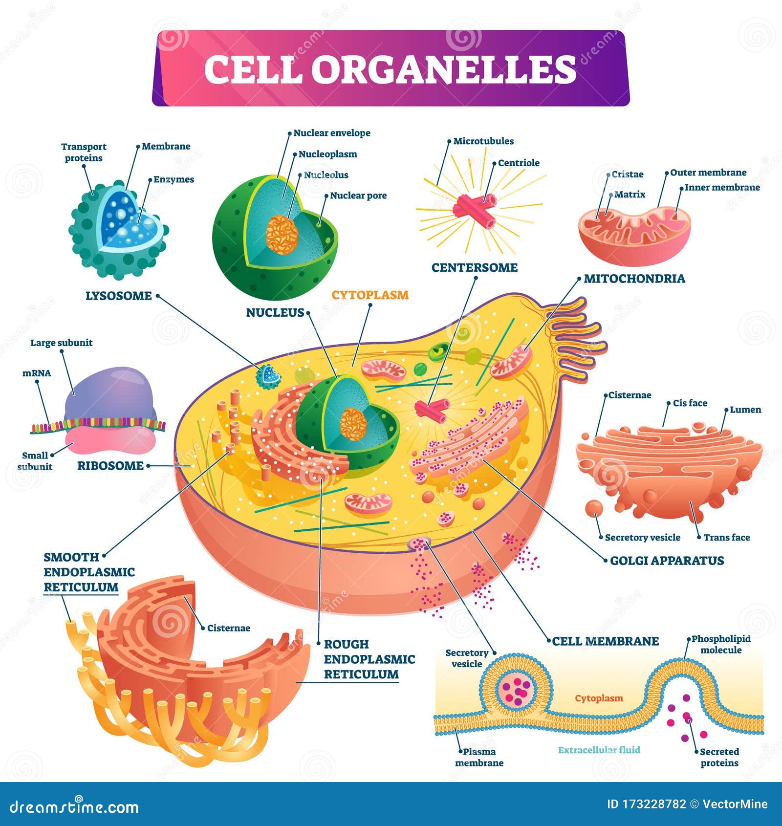 cell organelles biological   diagram