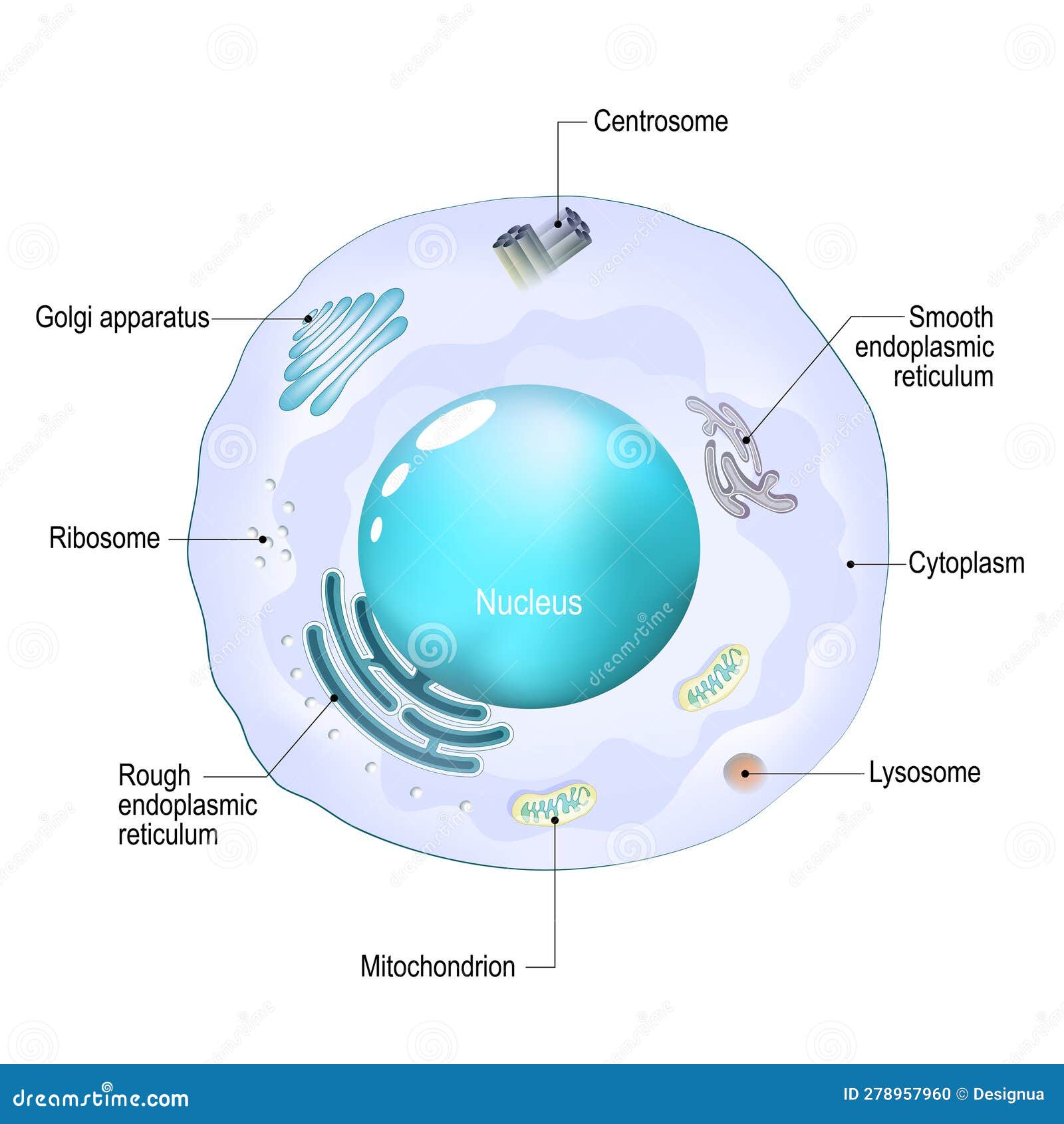cell organelles. structure and anatomy of a animal cell
