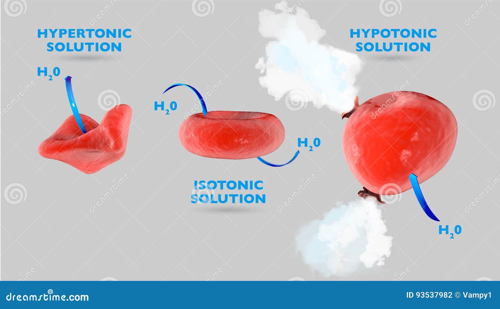 cell osmosis, cell in isotonic solution, cell in hypertonic solution, cell in hypotonic solution