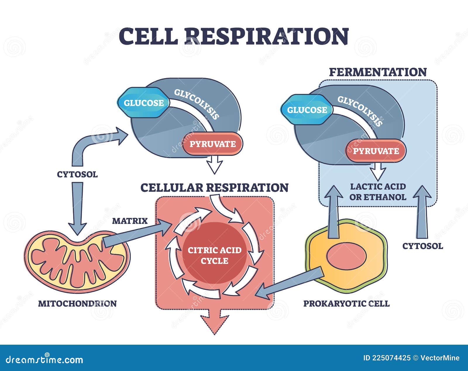 cellular respiration process