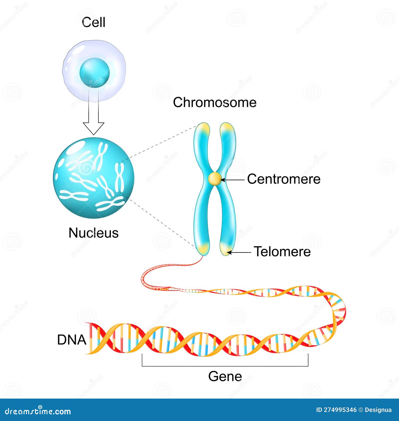 Cell Structure. Genetic Material from Gene To DNA and Chromosome Stock ...
