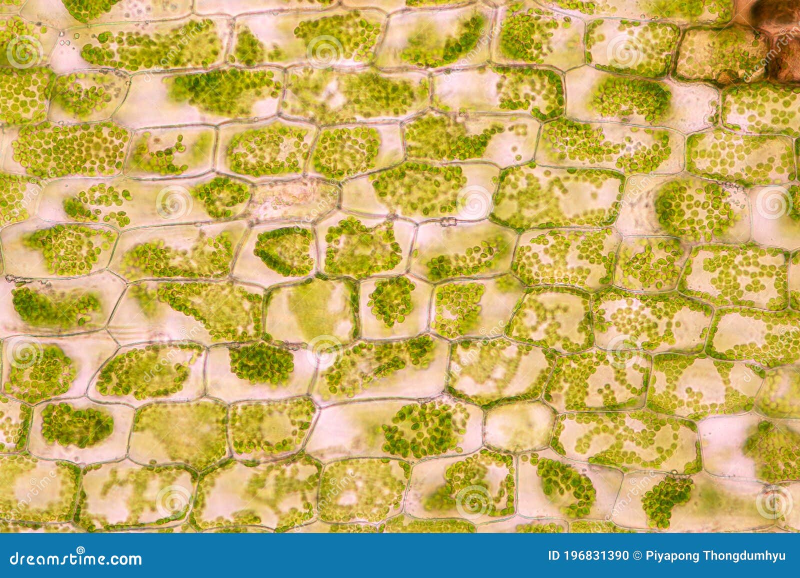cell structure hydrilla, view of the leaf surface showing plant cells under the microscope.