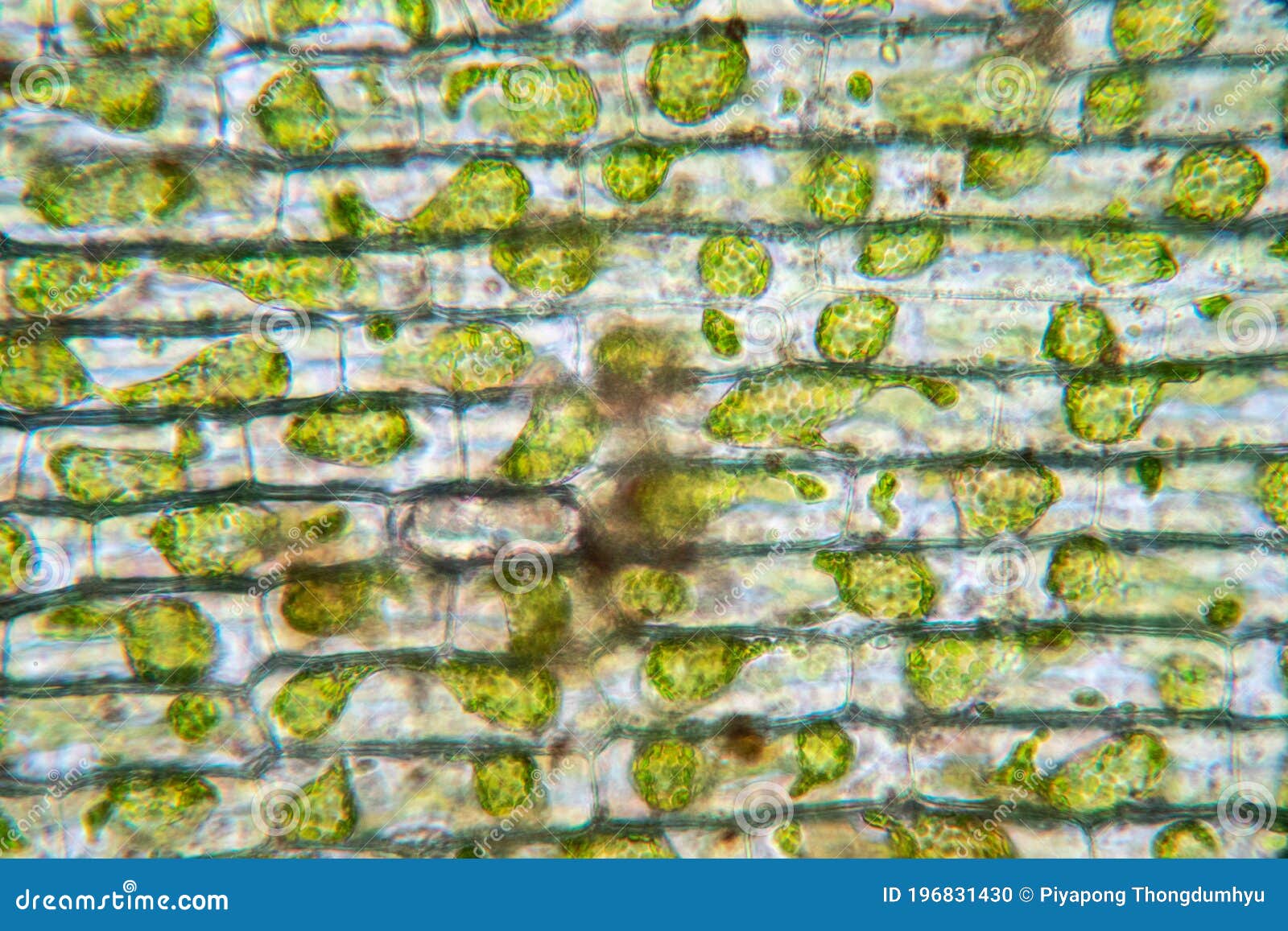 Cell Structure Hydrilla, View Of The Leaf Surface Showing ...