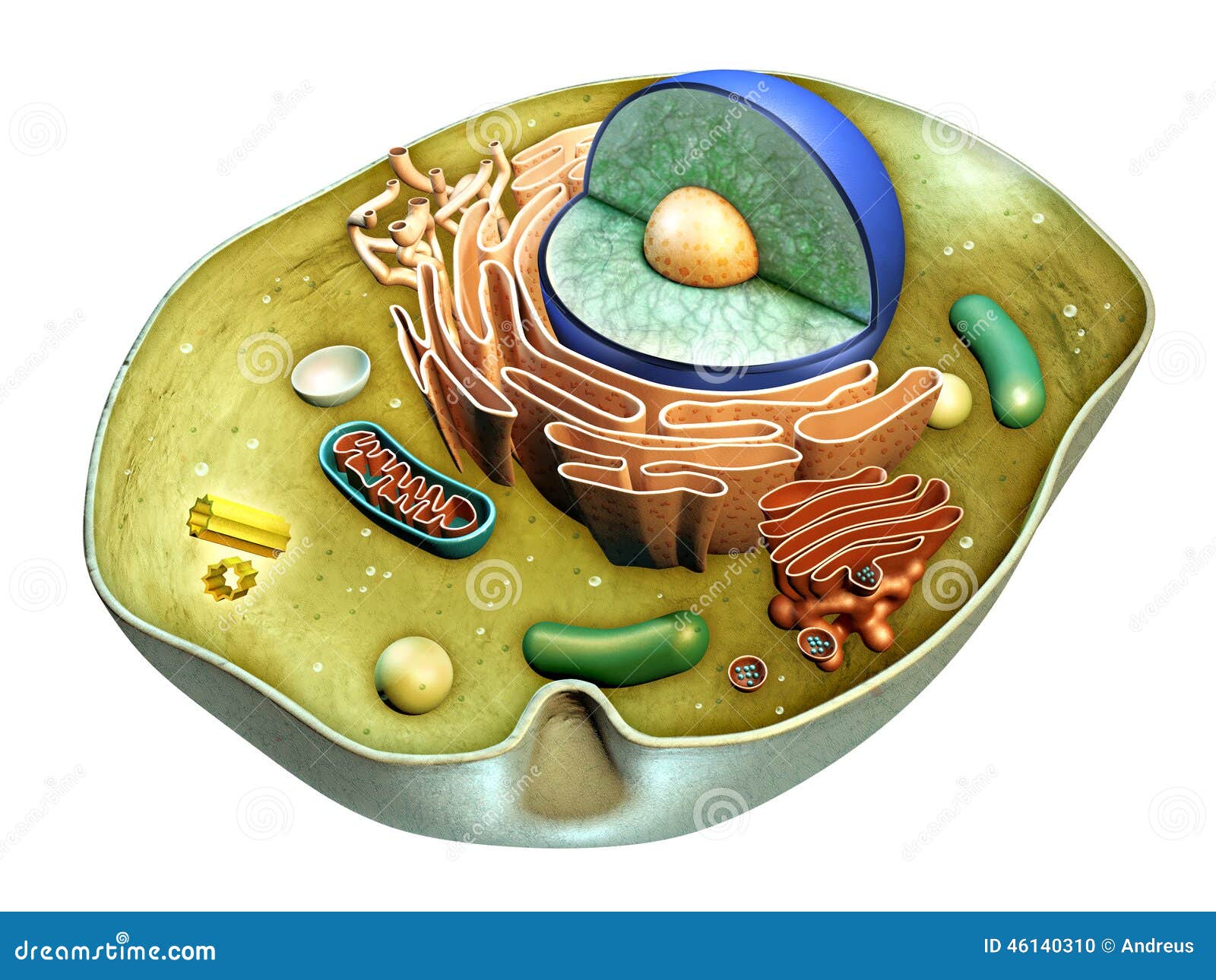 cell structure