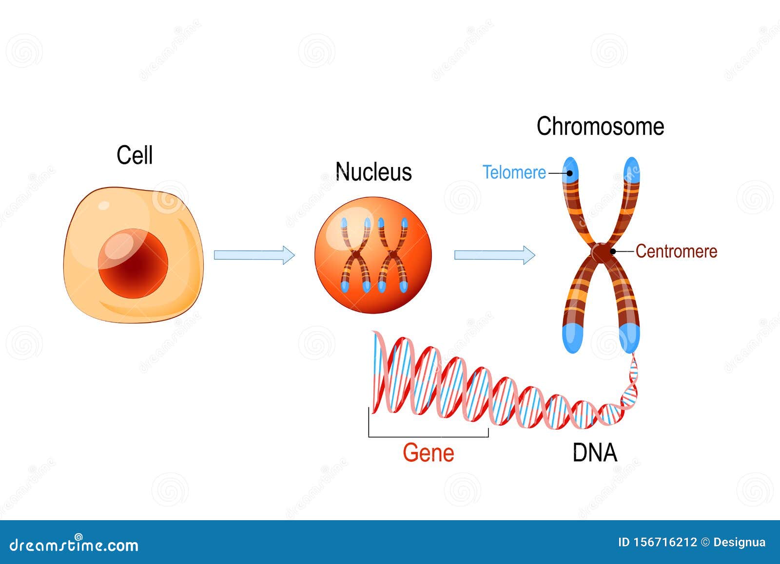 cell structure. nucleus with chromosomes, dna molecule, telomere and gene