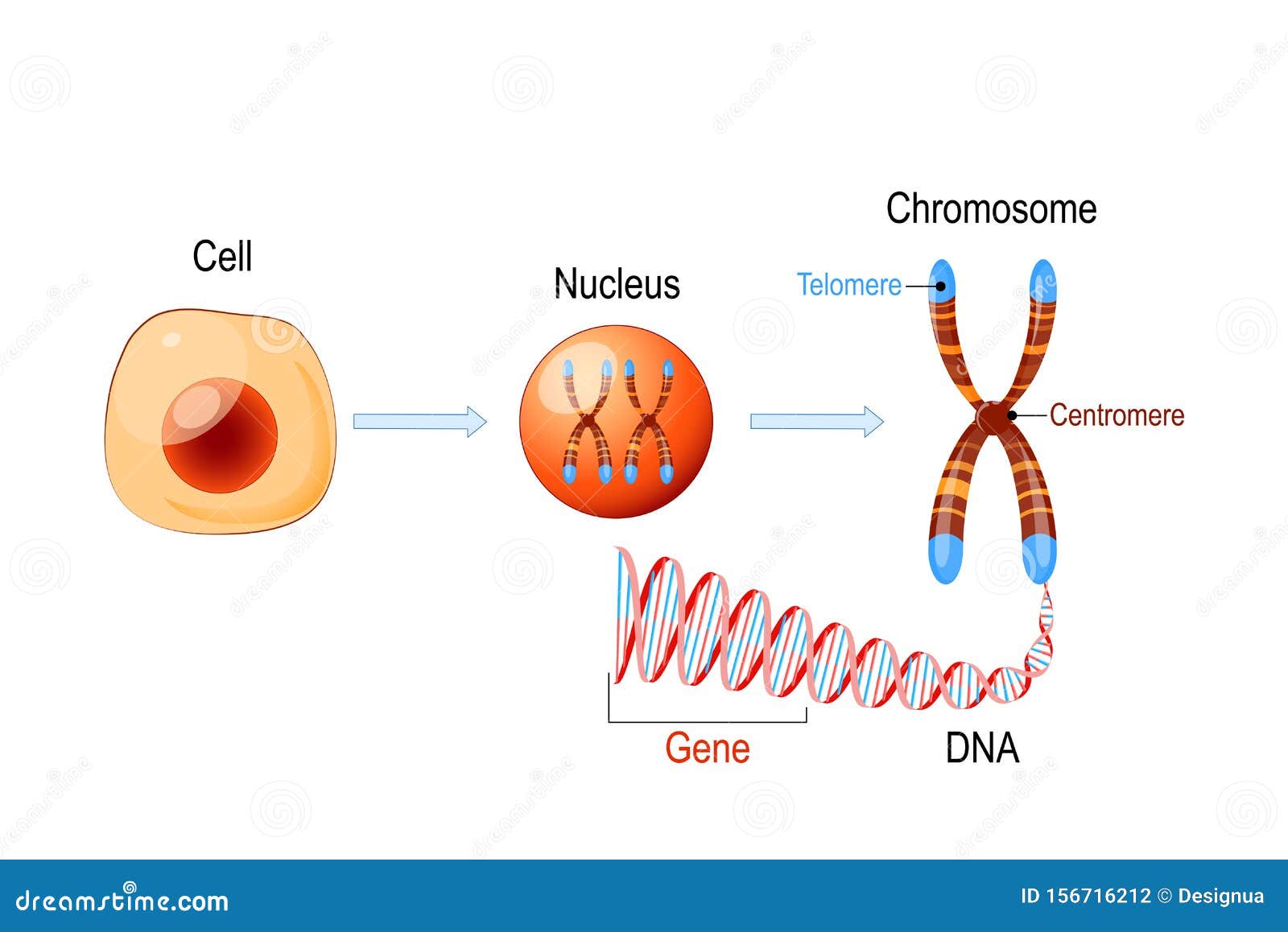 What Is The Structure Of A Cell Nucleus / Nucleus | Biology for Majors I / We did not find results for: